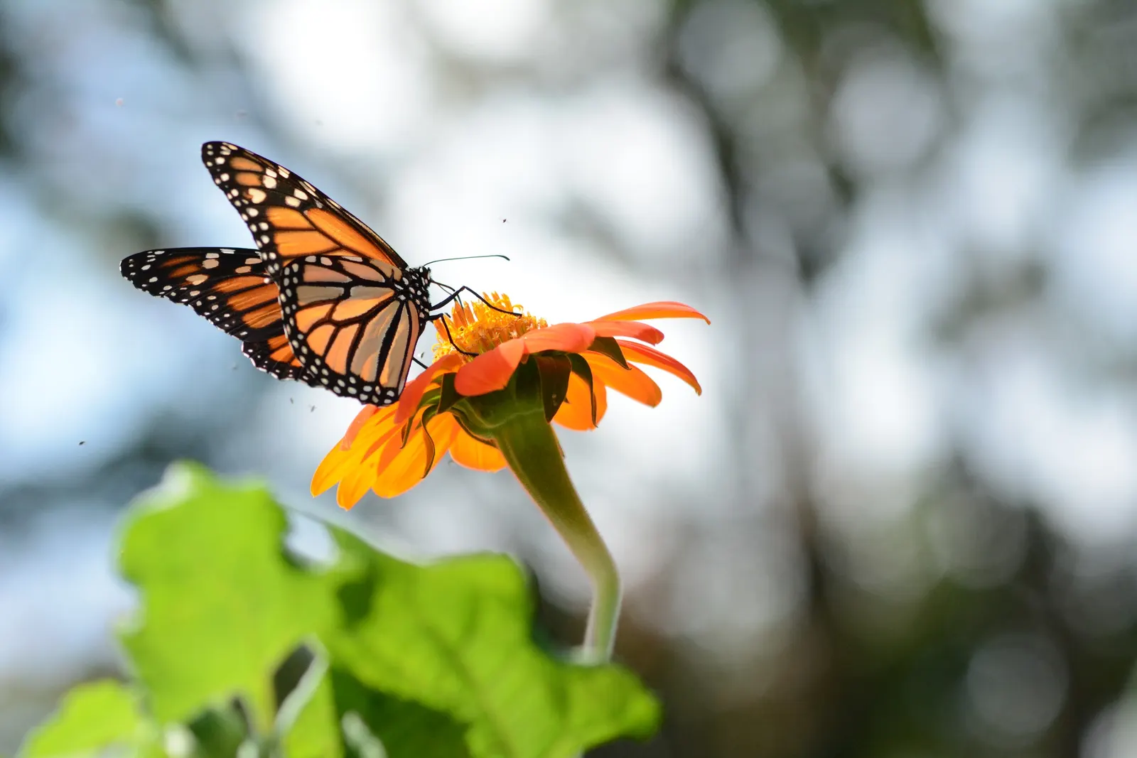 Mexican Sunflower (Tithonia Rotundifolia) — annual with orange blooms; making it suitable for regions with hot, image 83