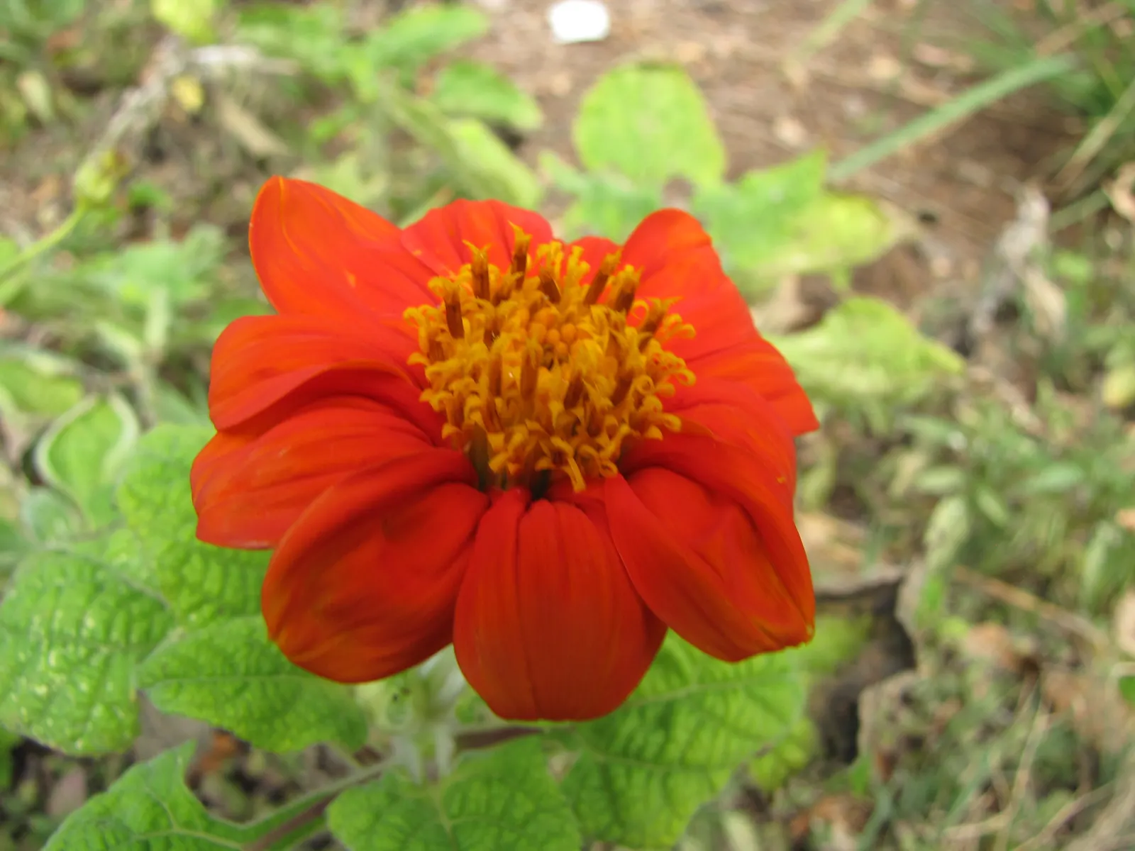 Mexican Sunflower (Tithonia Rotundifolia) — this plant adds a burst of warm color to any landscape design from mid-summer through fall; ideal for, image 174