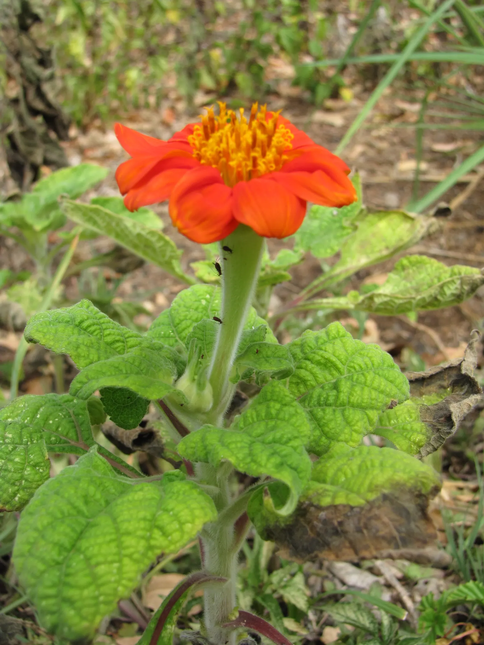 Mexican Sunflower (Tithonia Rotundifolia) — Preferring full sun, it thrives in well-drained soil and is drought-tolerant once established, image 43