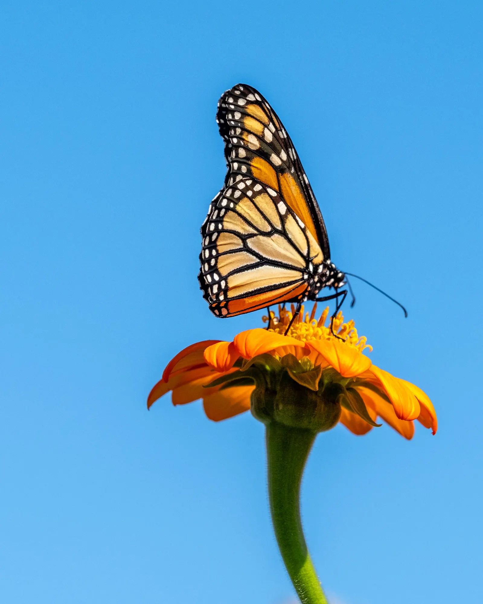 Mexican Sunflower (Tithonia Rotundifolia) — high-impact plant with a statuesque presence; making it suitable for regions with hot, image 101