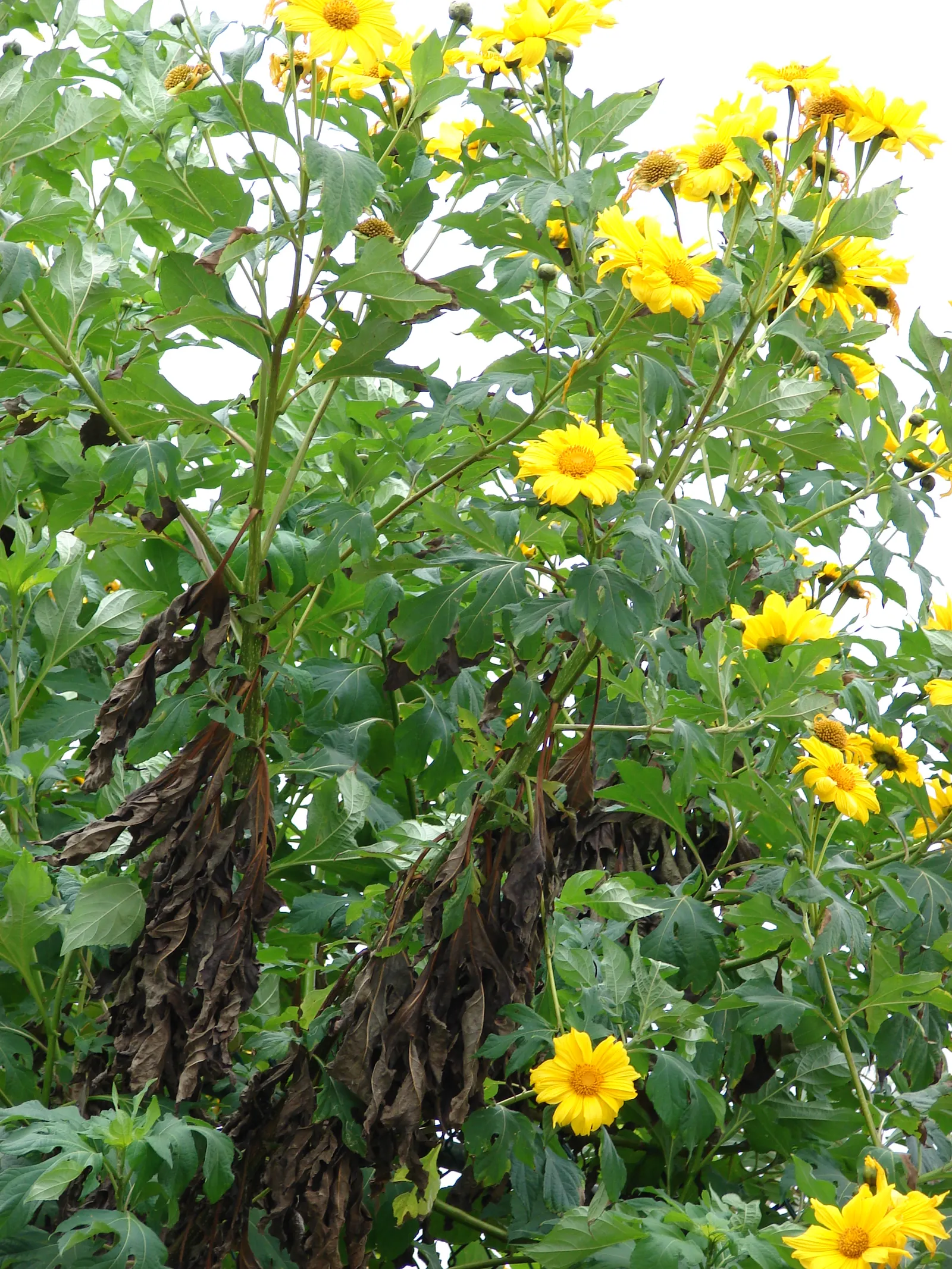 Mexican Sunflower (Tithonia Rotundifolia) — dry summers - although regular watering will encourage more prolific blooming; ideal for adding, image 117