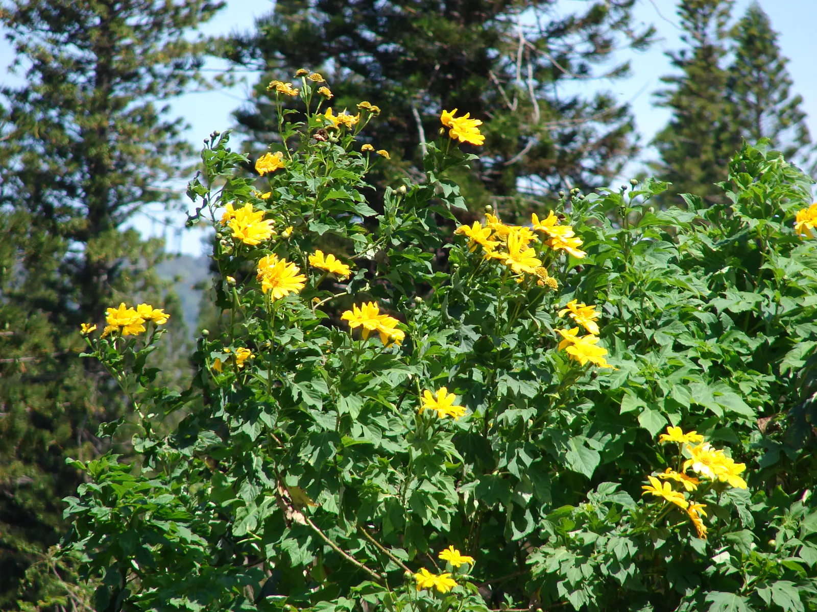 Mexican Sunflower (Tithonia Rotundifolia) — ensuring its bright presence year after year in the garden.<br><br>In sum; ideal for adding vertical, image 57