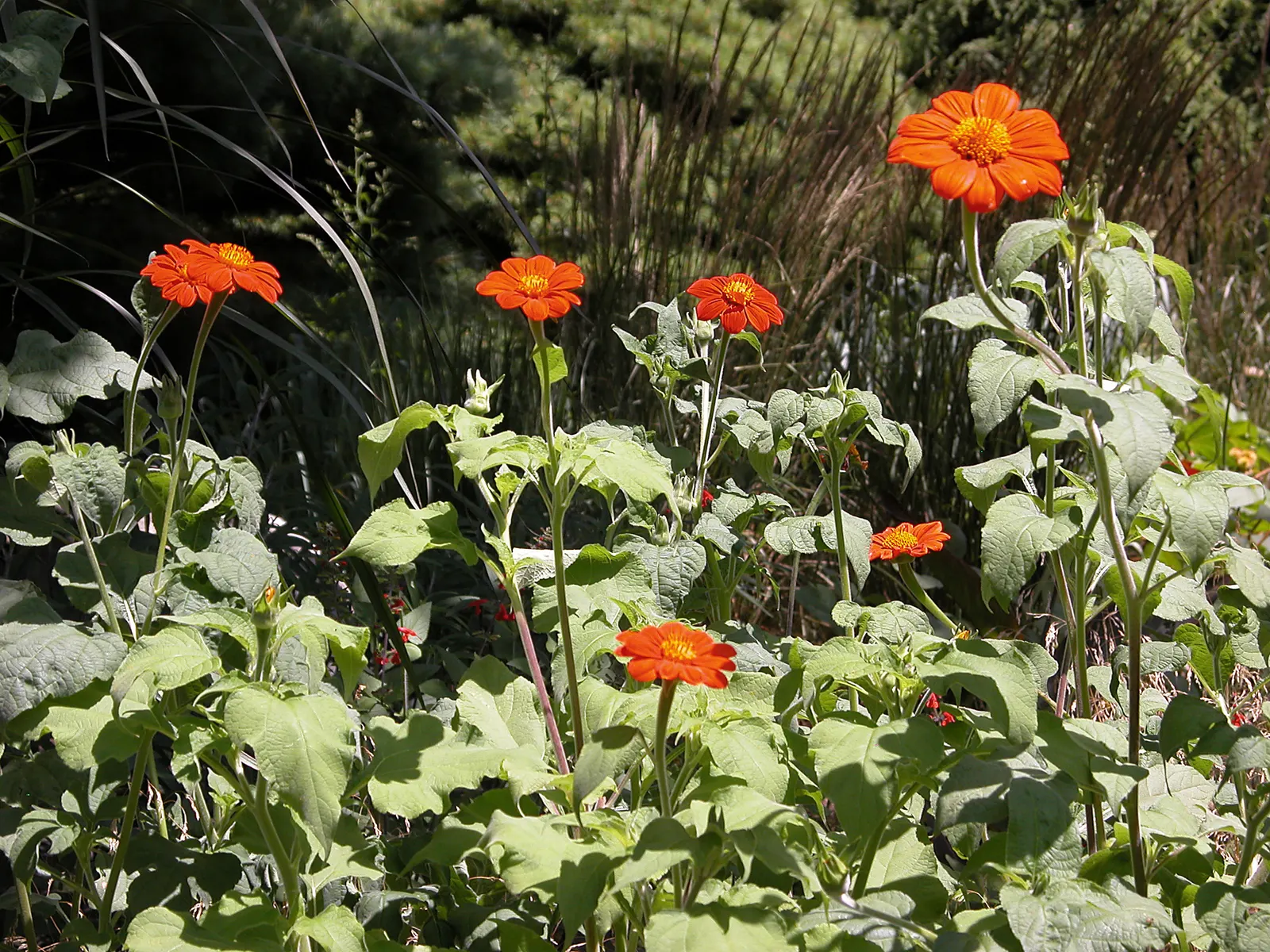Mexican Sunflower (Tithonia Rotundifolia) — orange flowers in the garden; daisy-like flowers with fiery orange to red petals surrounding a central, image 187
