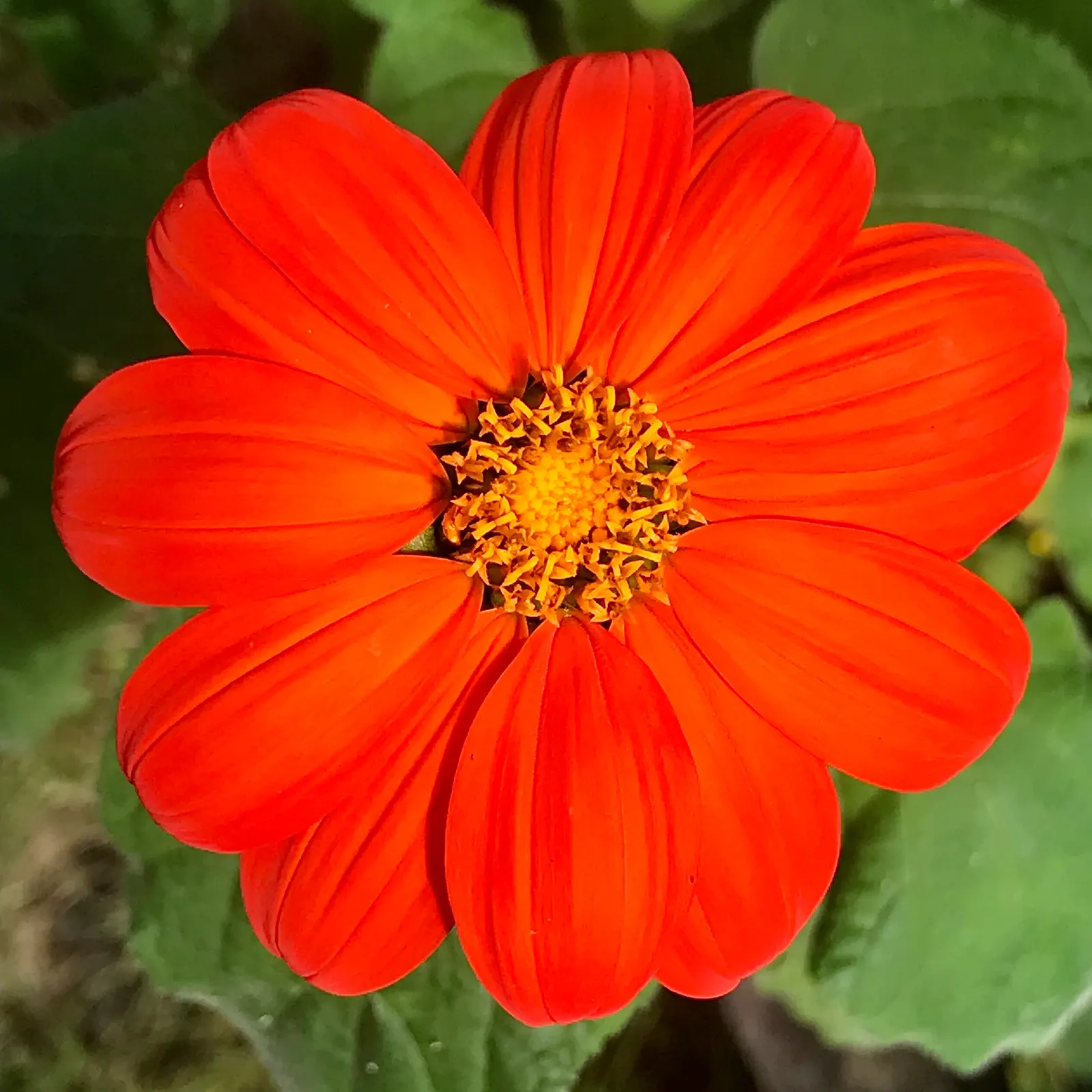 Mexican Sunflower (Tithonia Rotundifolia) — Ideal for adding height and color to borders or as a background plant; ideal for adding vertical, image 150