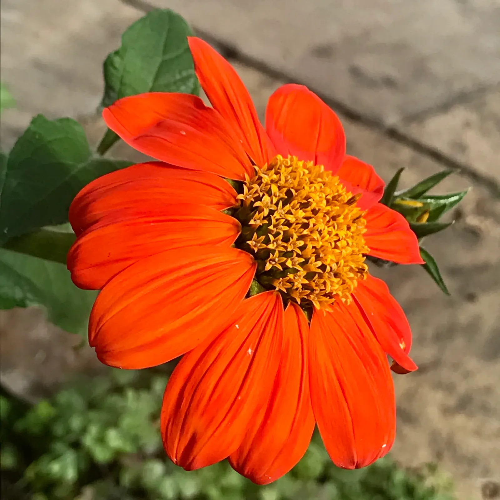 Mexican Sunflower (Tithonia Rotundifolia) — dry summers - although regular watering will encourage more prolific blooming; ideal for adding vertical interest