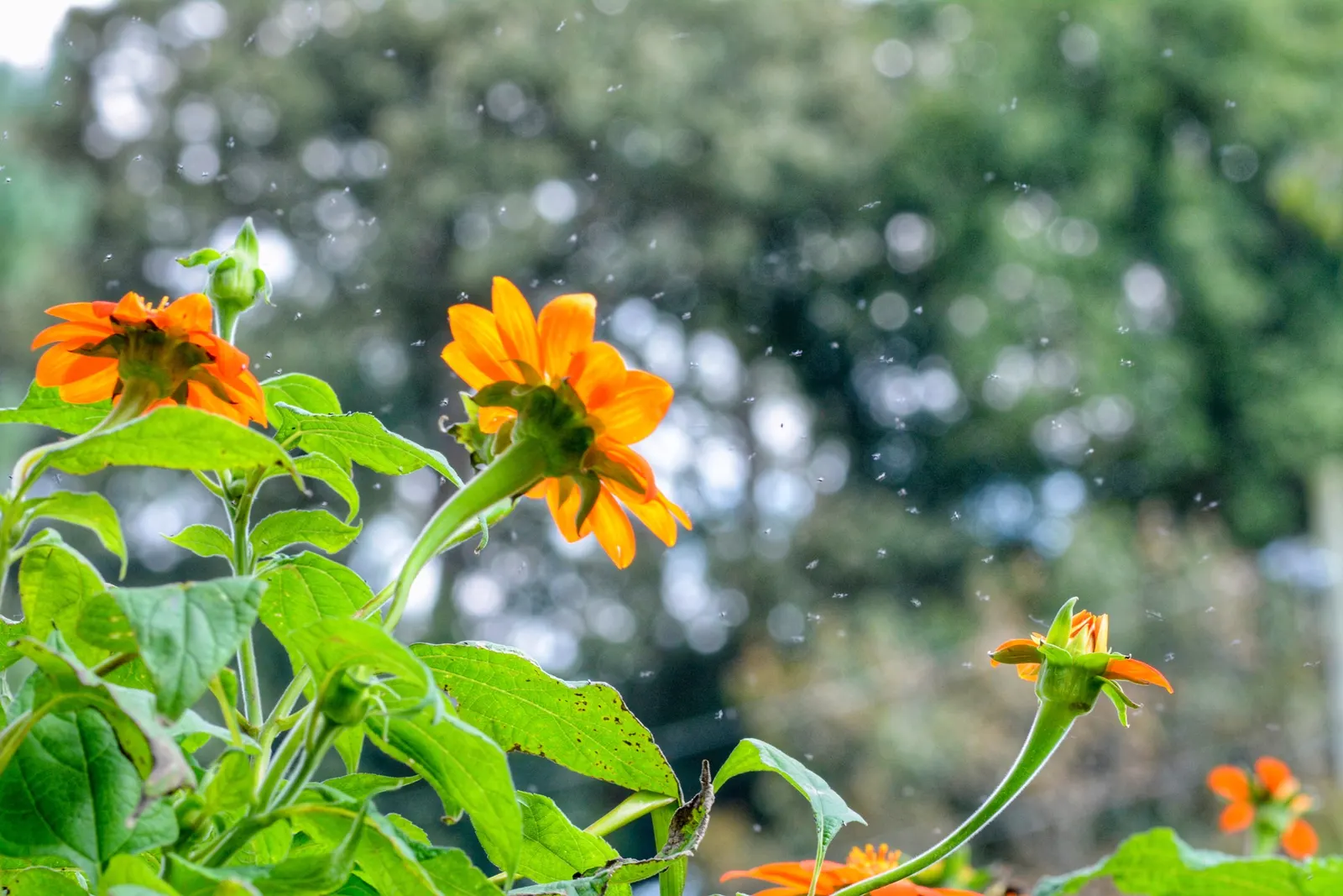 Mexican Sunflower (Tithonia Rotundifolia) — annual with orange blooms; making it suitable for regions with hot, image 125