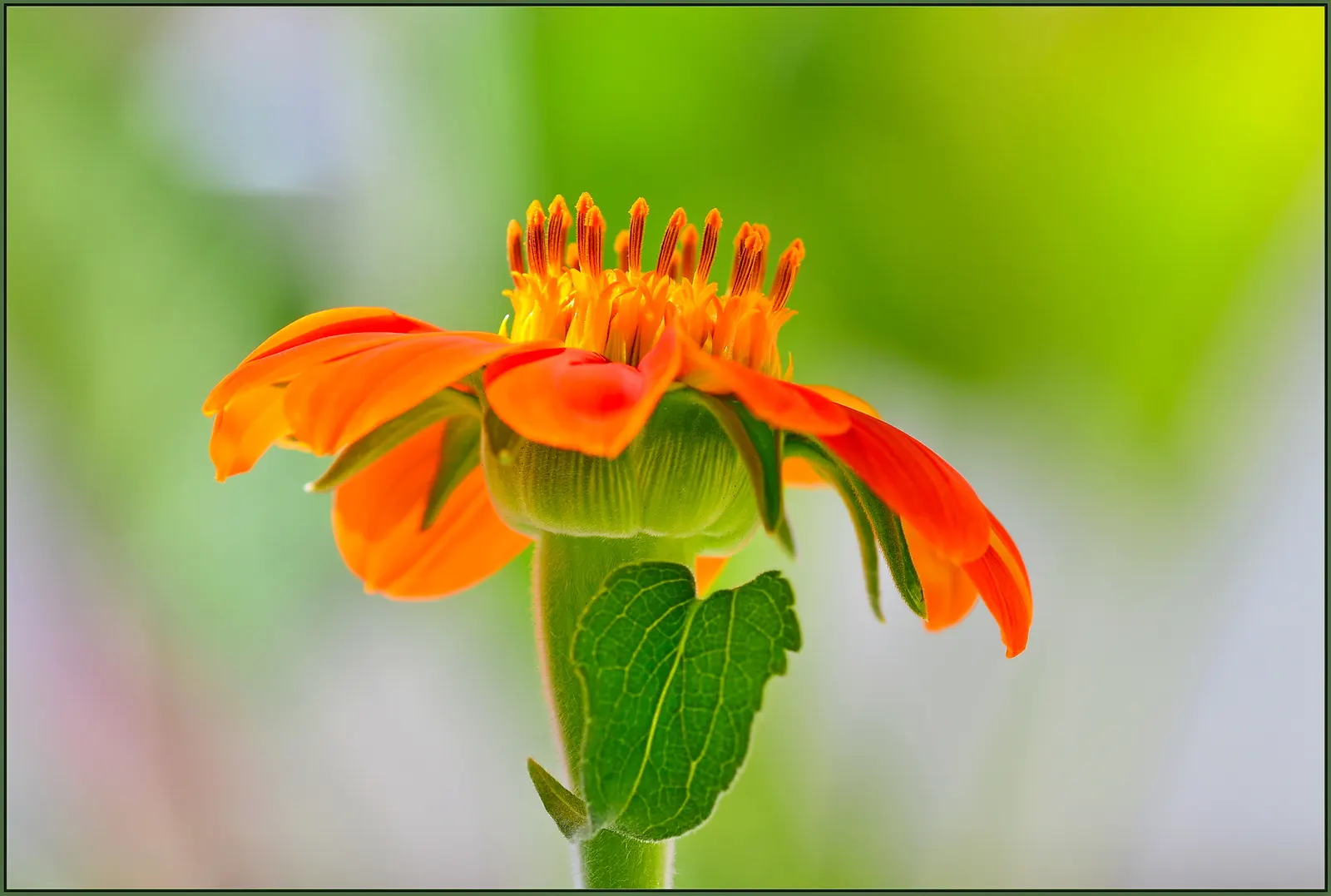 Mexican Sunflower (Tithonia Rotundifolia) — Ideal for adding height and color to borders or as a background plant; ideal for adding vertical, image 66