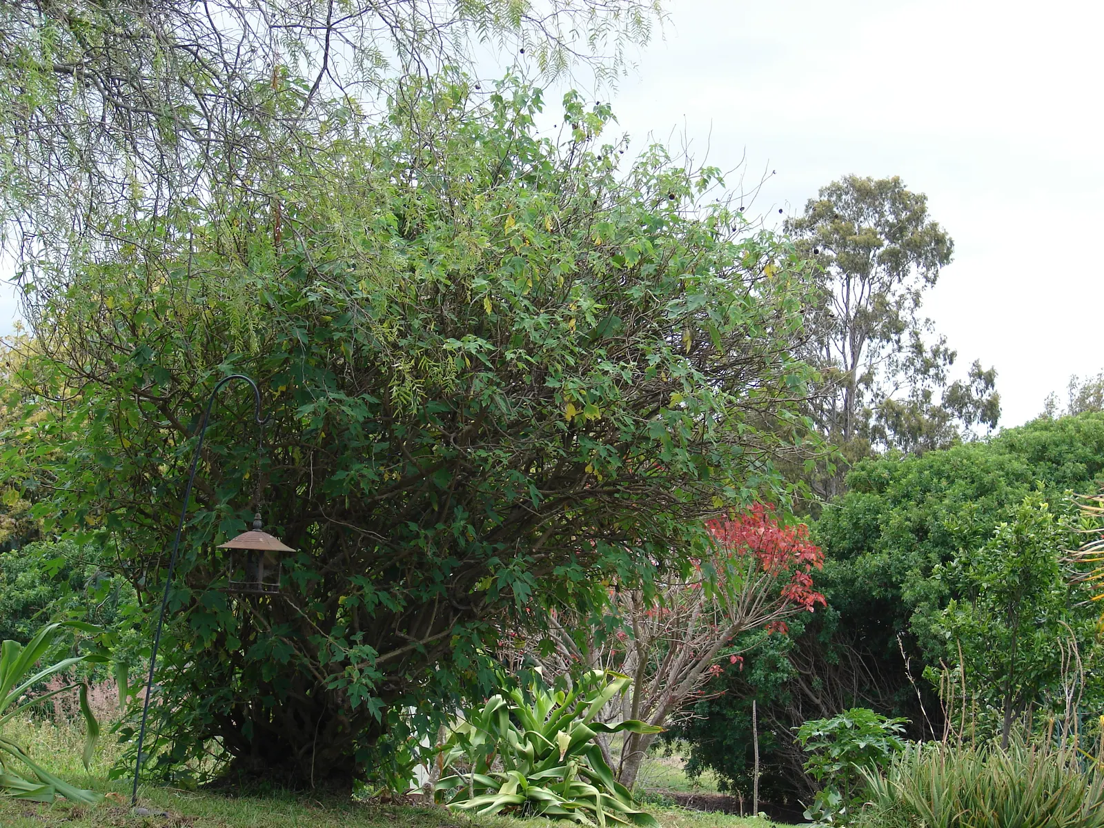 Mexican Sunflower (Tithonia Rotundifolia) — providing a lush backdrop for the blossoms.<br><br>For optimal growth; making it suitable for regions, image 50