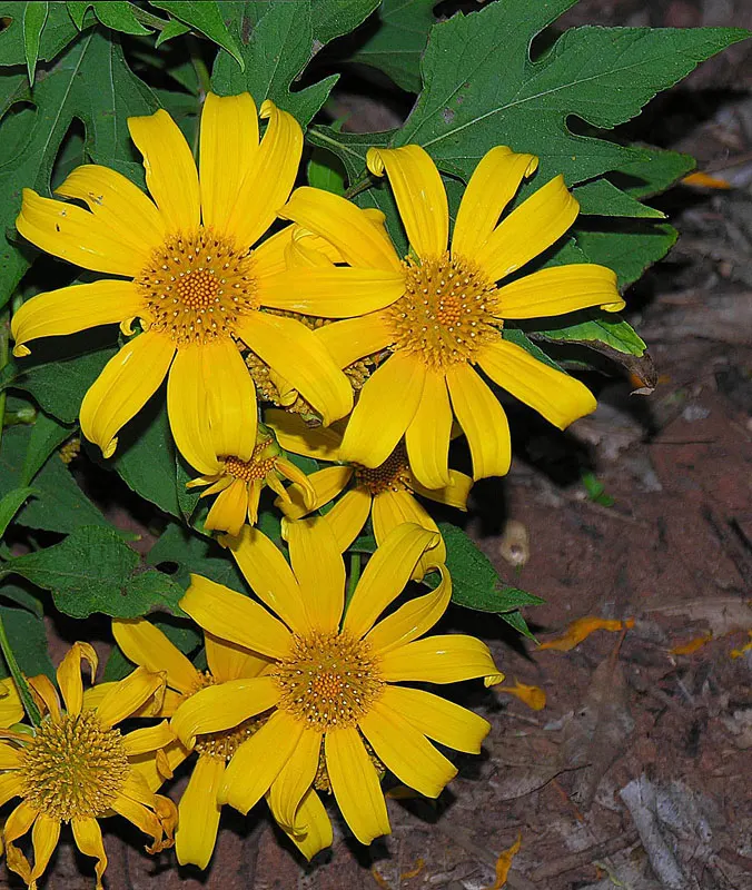Mexican Sunflower (Tithonia Rotundifolia) — When situating the Mexican Sunflower in a landscape design, consider its height and sun requirements, image 76