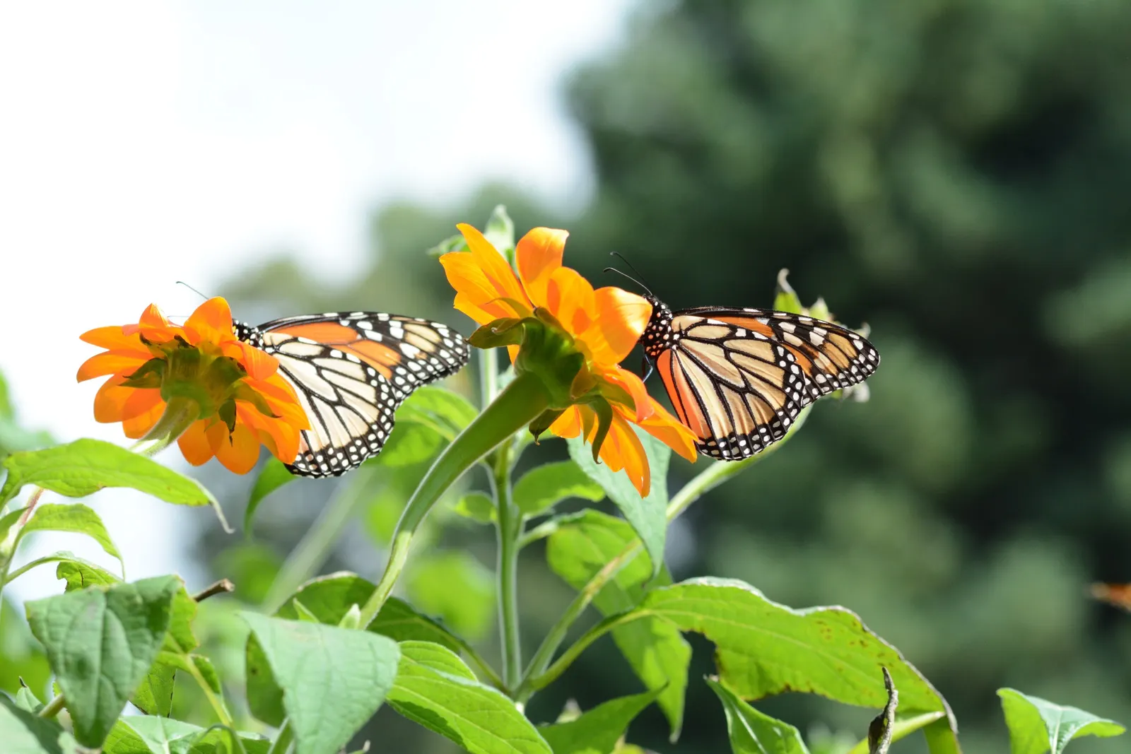 Mexican Sunflower (Tithonia Rotundifolia) — ensuring its bright presence year after year in the garden.<br><br>In sum; ideal for adding vertical, image 141