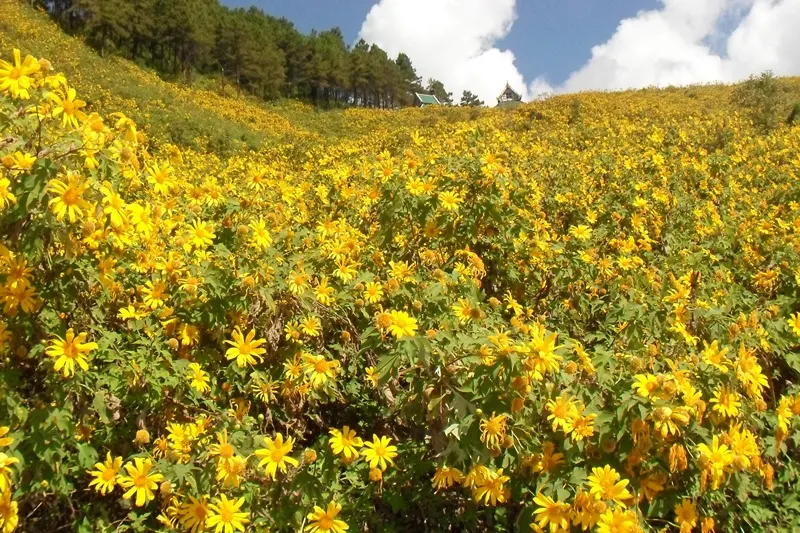 Mexican Sunflower (Tithonia Rotundifolia) — It's quite drought-tolerant once established