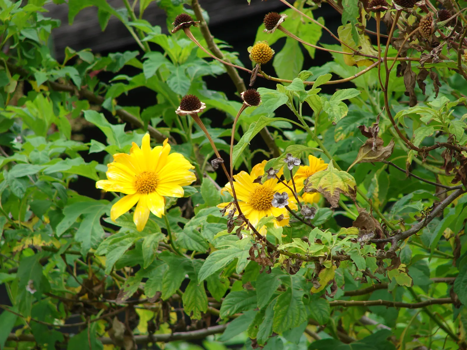 Mexican Sunflower (Tithonia Rotundifolia) — gardeners should be aware that although an annual; making it suitable for regions with hot, image 119