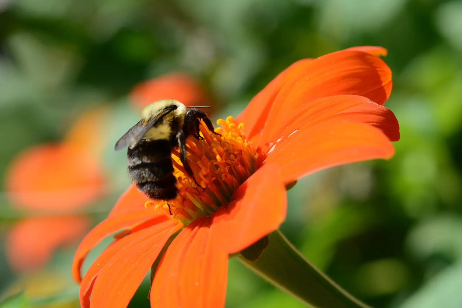 Mexican Sunflower (Tithonia Rotundifolia) — Its nectar-rich flowers, blooming from late summer to frost, are magnets for butterflies and bees, image 86