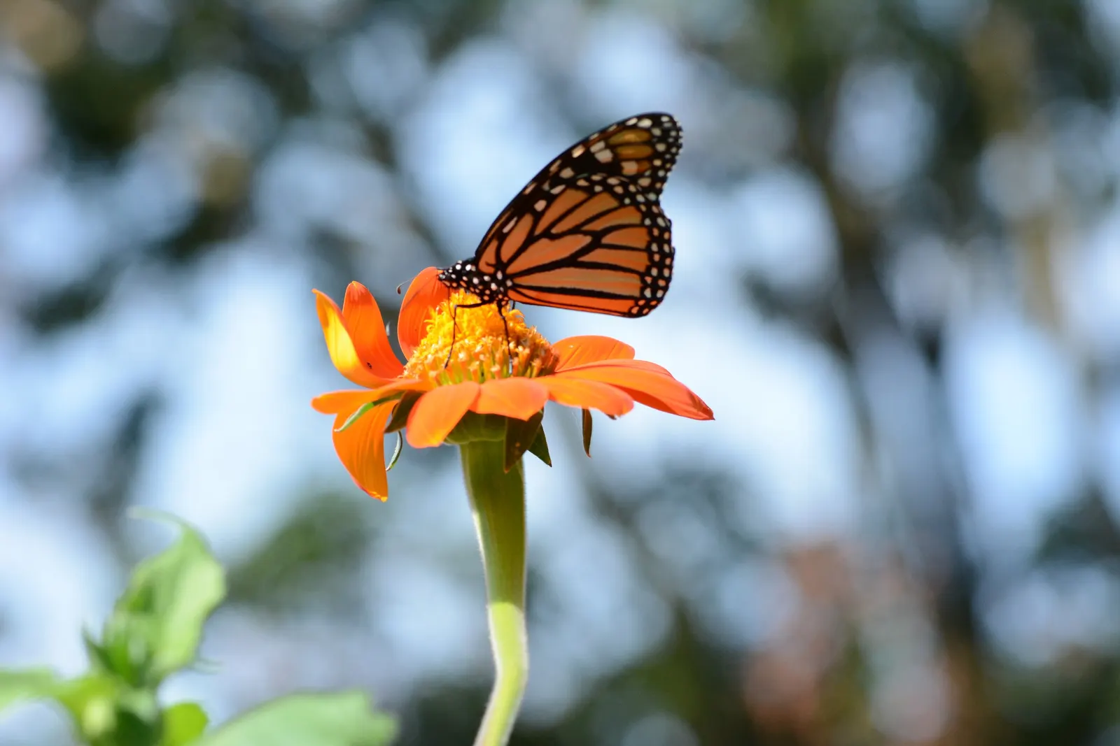 Mexican Sunflower (Tithonia Rotundifolia) — ideal for adding vertical interest and a splash of late-season color to any garden setting, image 207