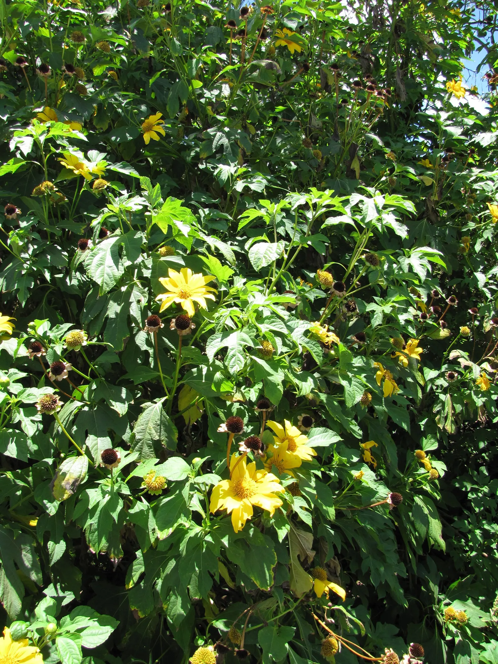 Mexican Sunflower (Tithonia Rotundifolia) — Native to Mexico and Central America; making it suitable for regions with hot, image 110