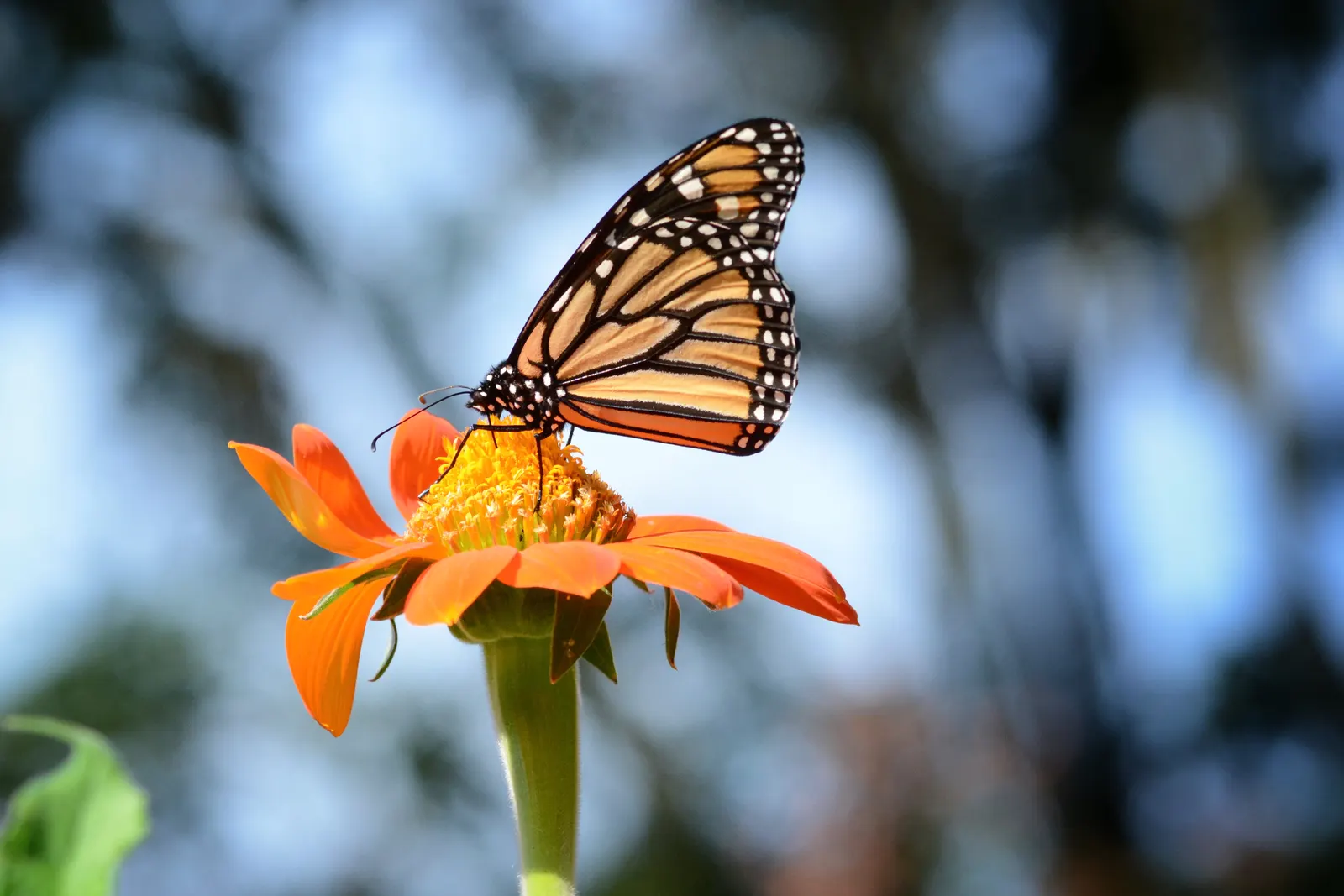 Mexican Sunflower (Tithonia Rotundifolia) — this plant adds a burst of warm color to any landscape design from mid-summer through fall; ideal for, image 132