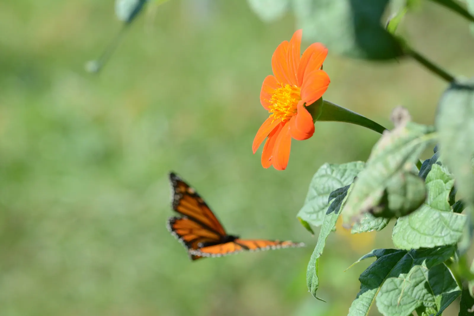 Mexican Sunflower (Tithonia Rotundifolia) — Its nectar-rich flowers, blooming from late summer to frost, are magnets for butterflies and bees, image 107