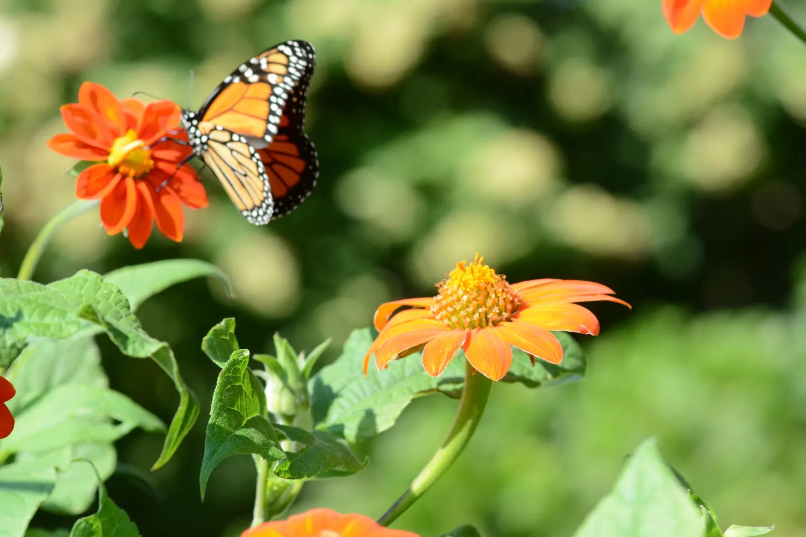 Mexican Sunflower (Tithonia Rotundifolia) — daisy-like flowers with fiery orange to red petals surrounding a central yellow disk