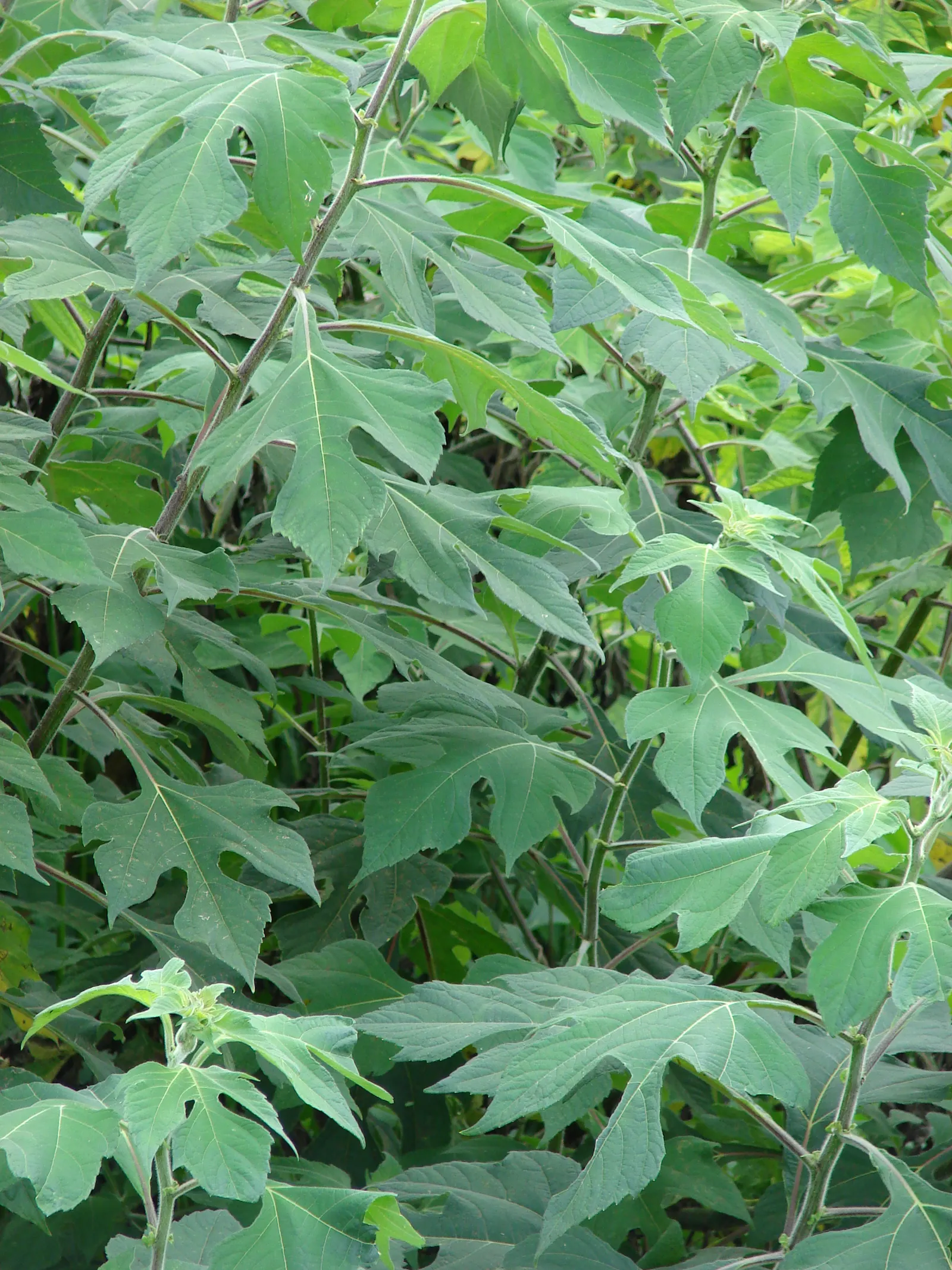 Mexican Sunflower (Tithonia Rotundifolia) — gardeners should be aware that although an annual; making it suitable for regions with hot, image 140