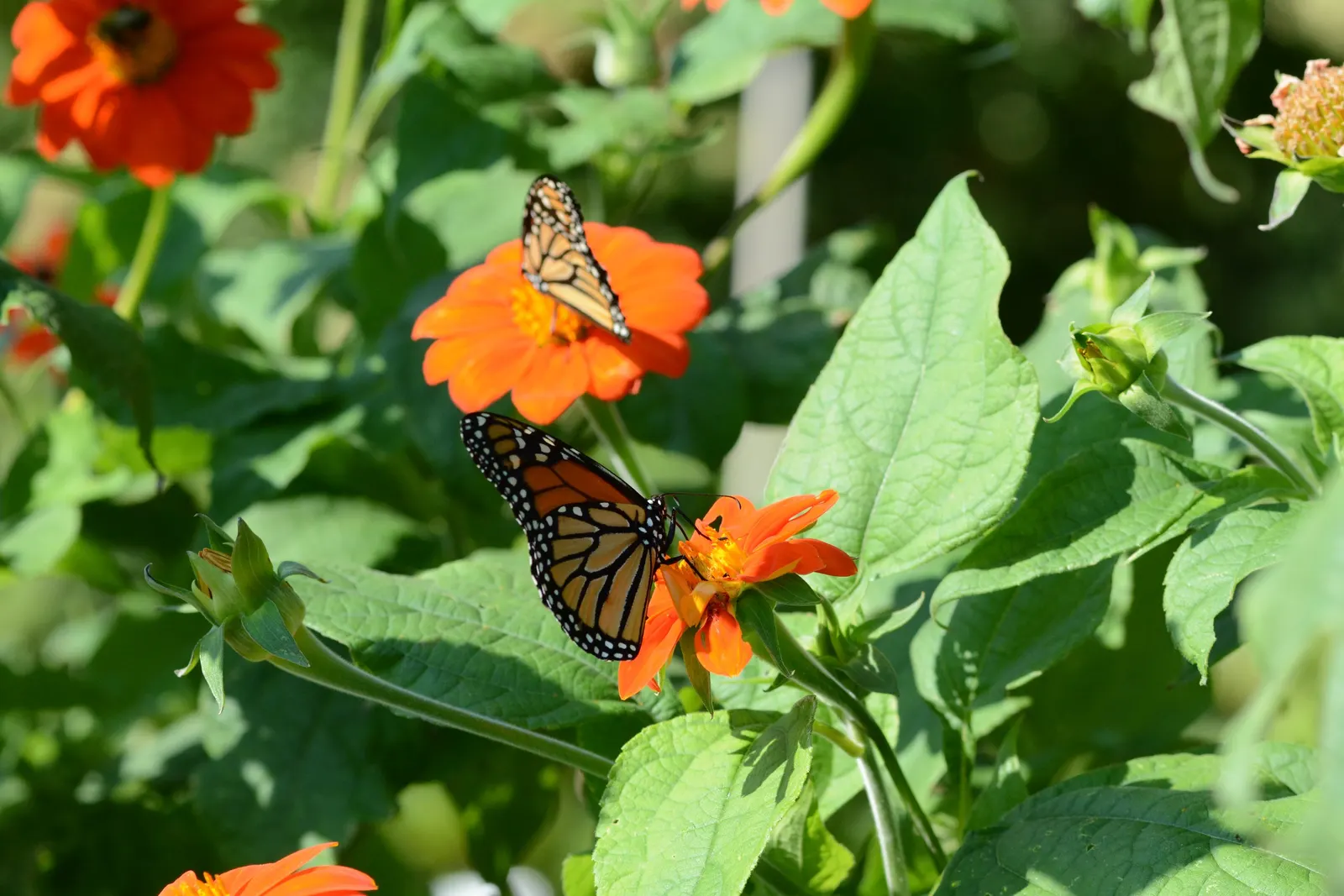 Mexican Sunflower (Tithonia Rotundifolia) — annual with orange blooms; making it suitable for regions with hot, image 146