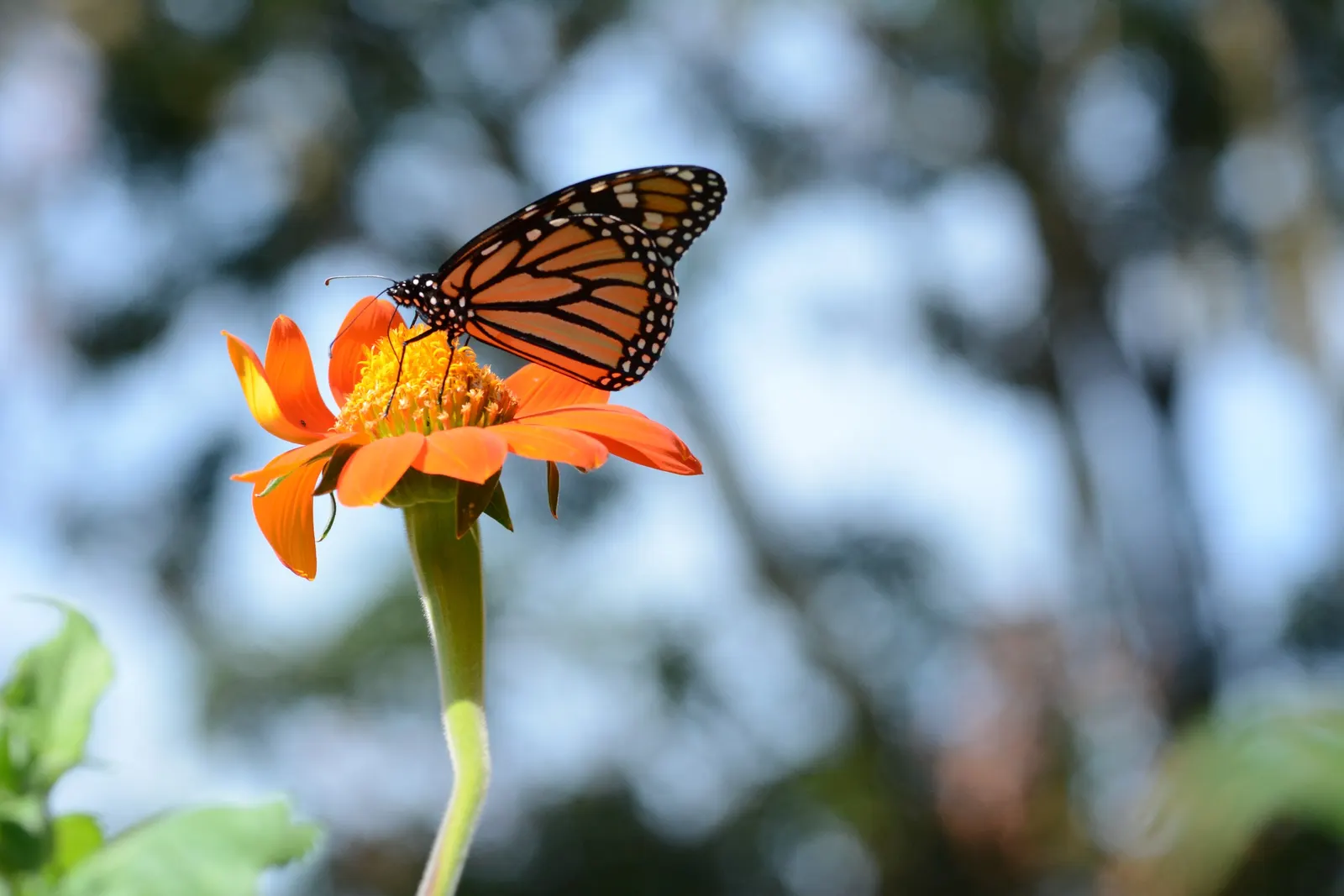 Mexican Sunflower (Tithonia Rotundifolia) — Preferring full sun, it thrives in well-drained soil and is drought-tolerant once established; daisy-like flowers