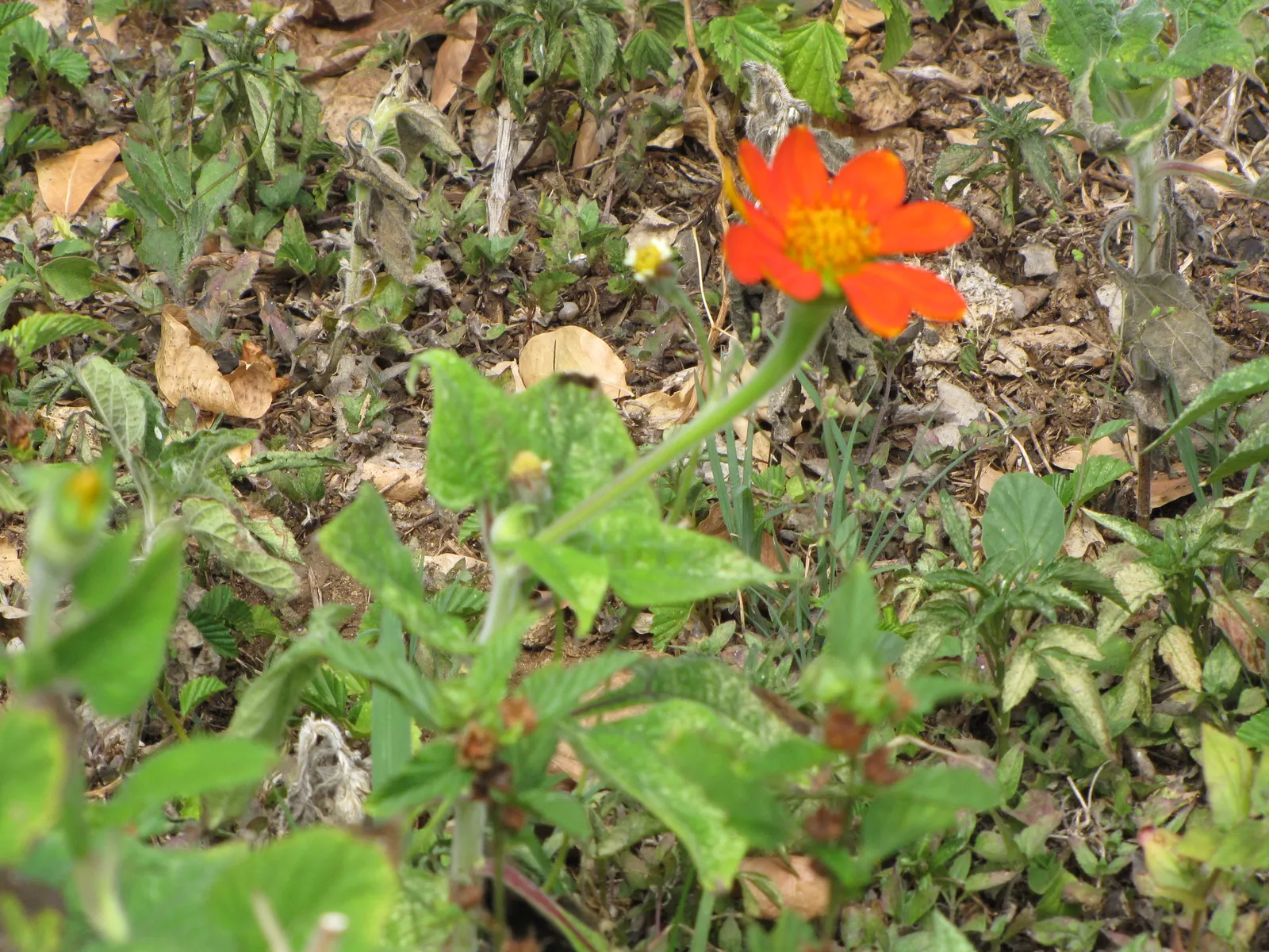 Mexican Sunflower (Tithonia Rotundifolia) — annual with orange blooms; making it suitable for regions with hot