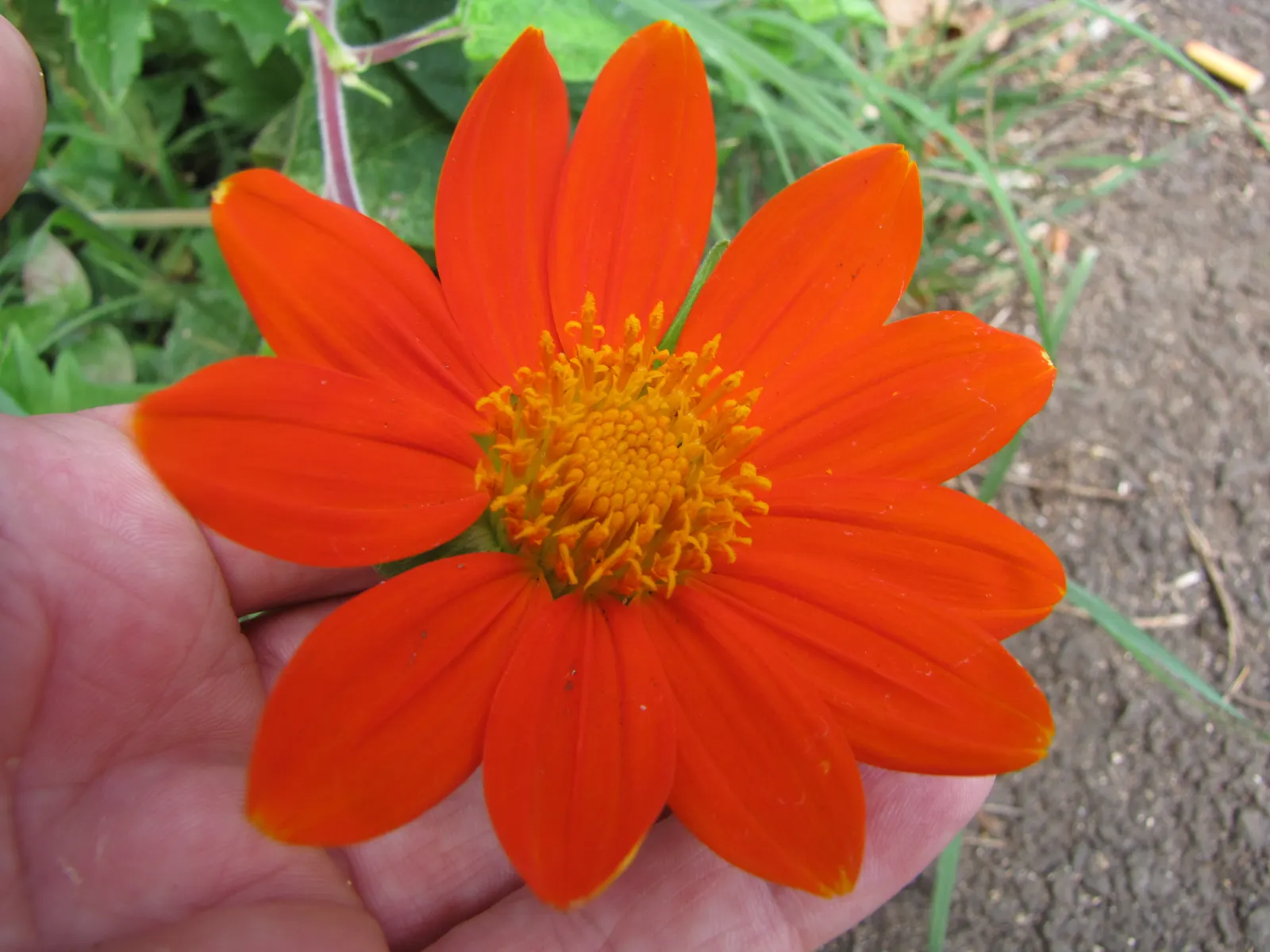 Mexican Sunflower (Tithonia Rotundifolia) — ensuring its bright presence year after year in the garden.<br><br>In sum; ideal for adding vertical, image 162