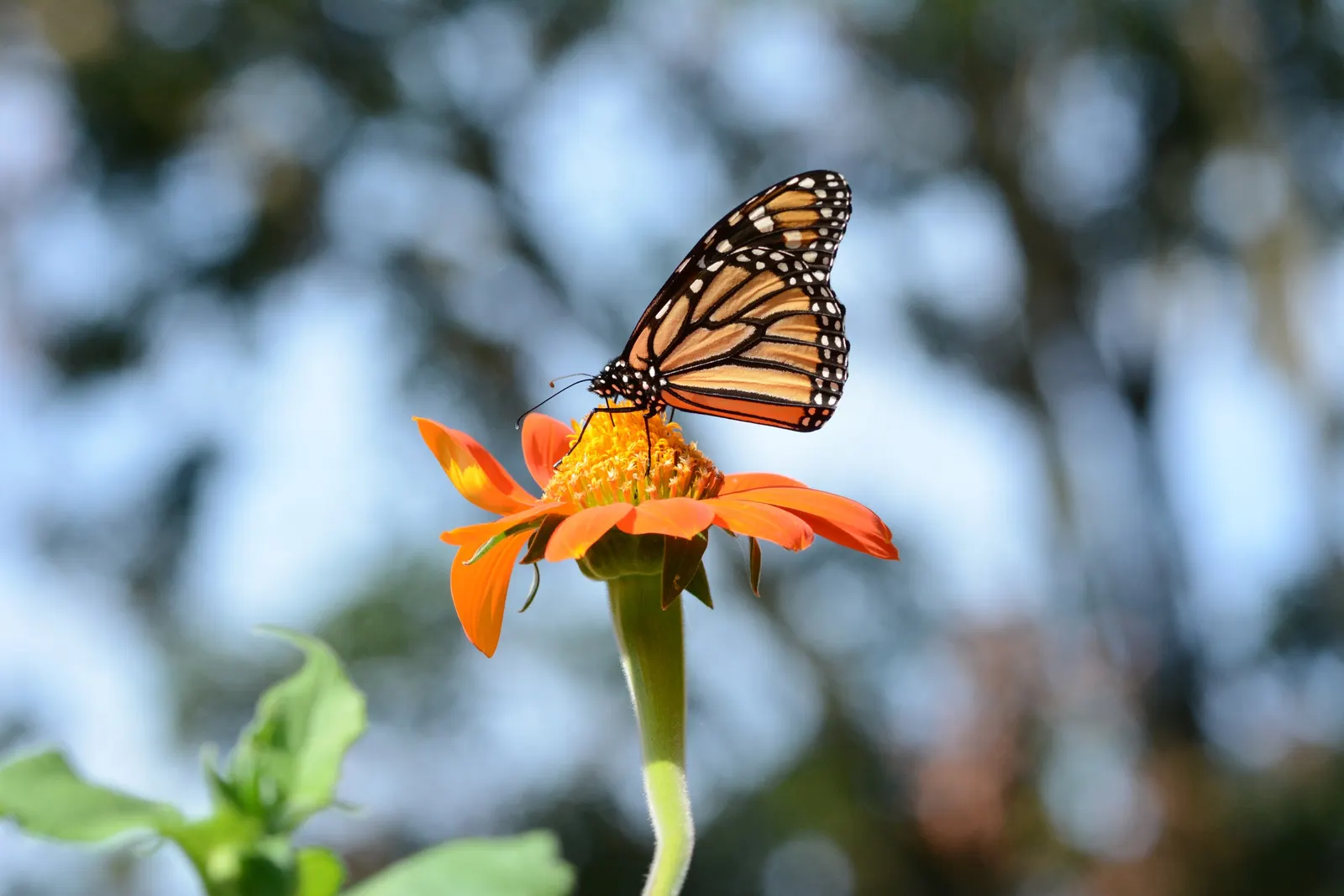 Mexican Sunflower (Tithonia Rotundifolia) — When situating the Mexican Sunflower in a landscape design, consider its height and sun requirements, image 223