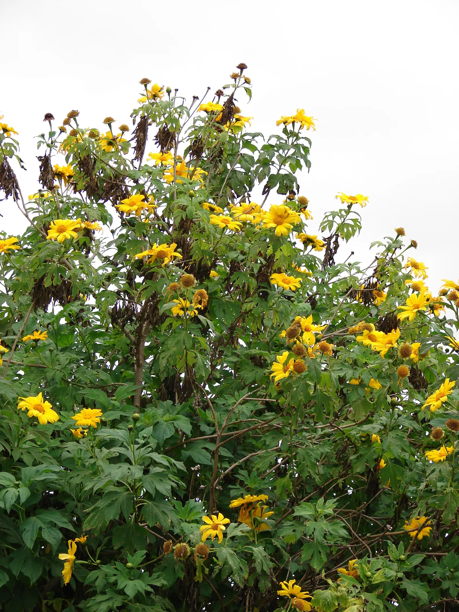 Mexican Sunflower (Tithonia Rotundifolia) — Preferring full sun, it thrives in well-drained soil and is drought-tolerant once established, image 148
