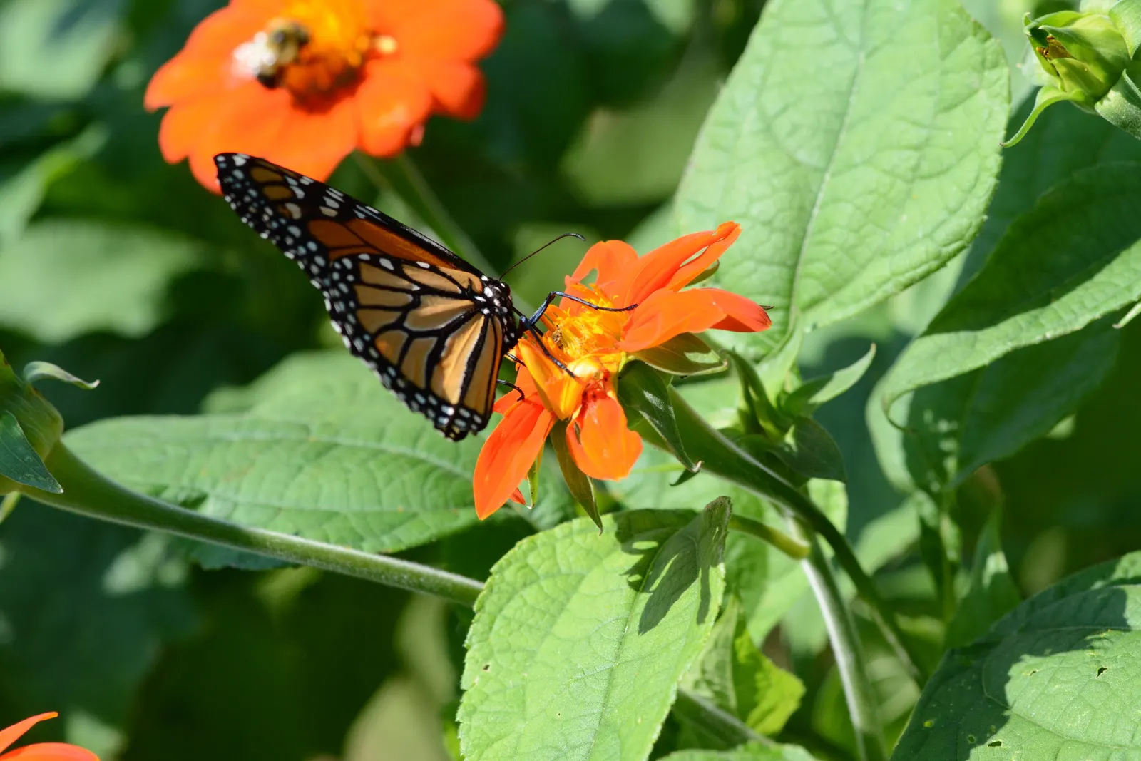 Mexican Sunflower (Tithonia Rotundifolia) — daisy-like flowers with fiery orange to red petals surrounding a central yellow disk, image 214
