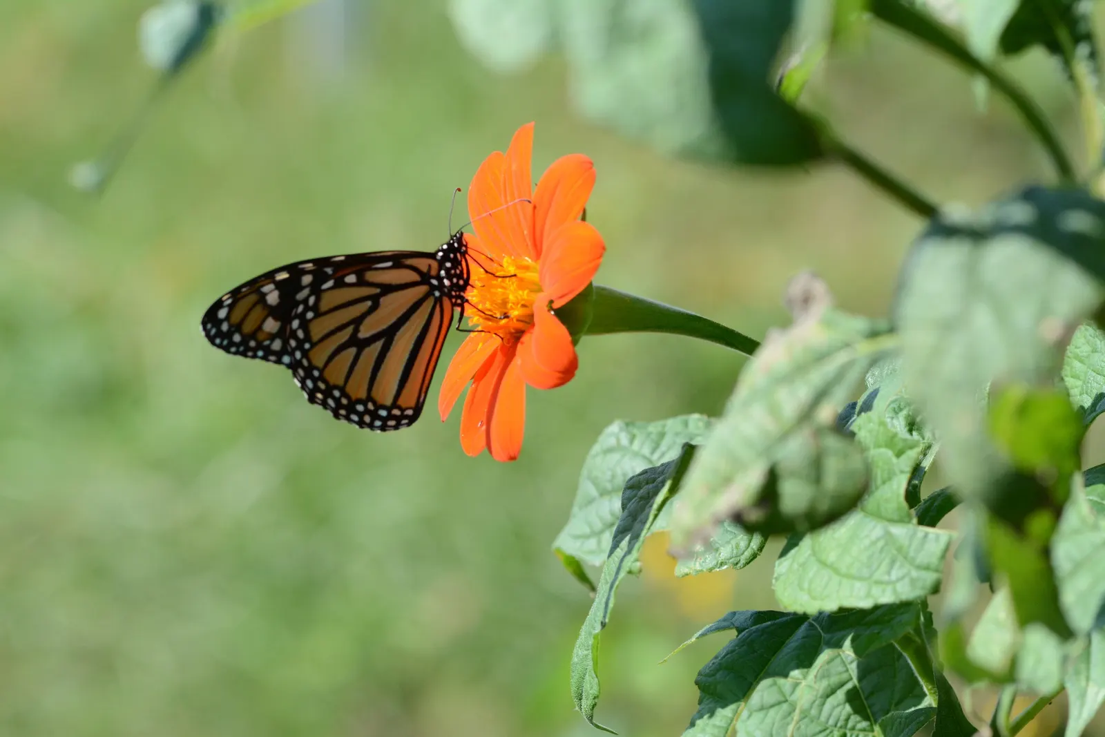 Mexican Sunflower (Tithonia Rotundifolia) — making it suitable for regions with hot, image 158
