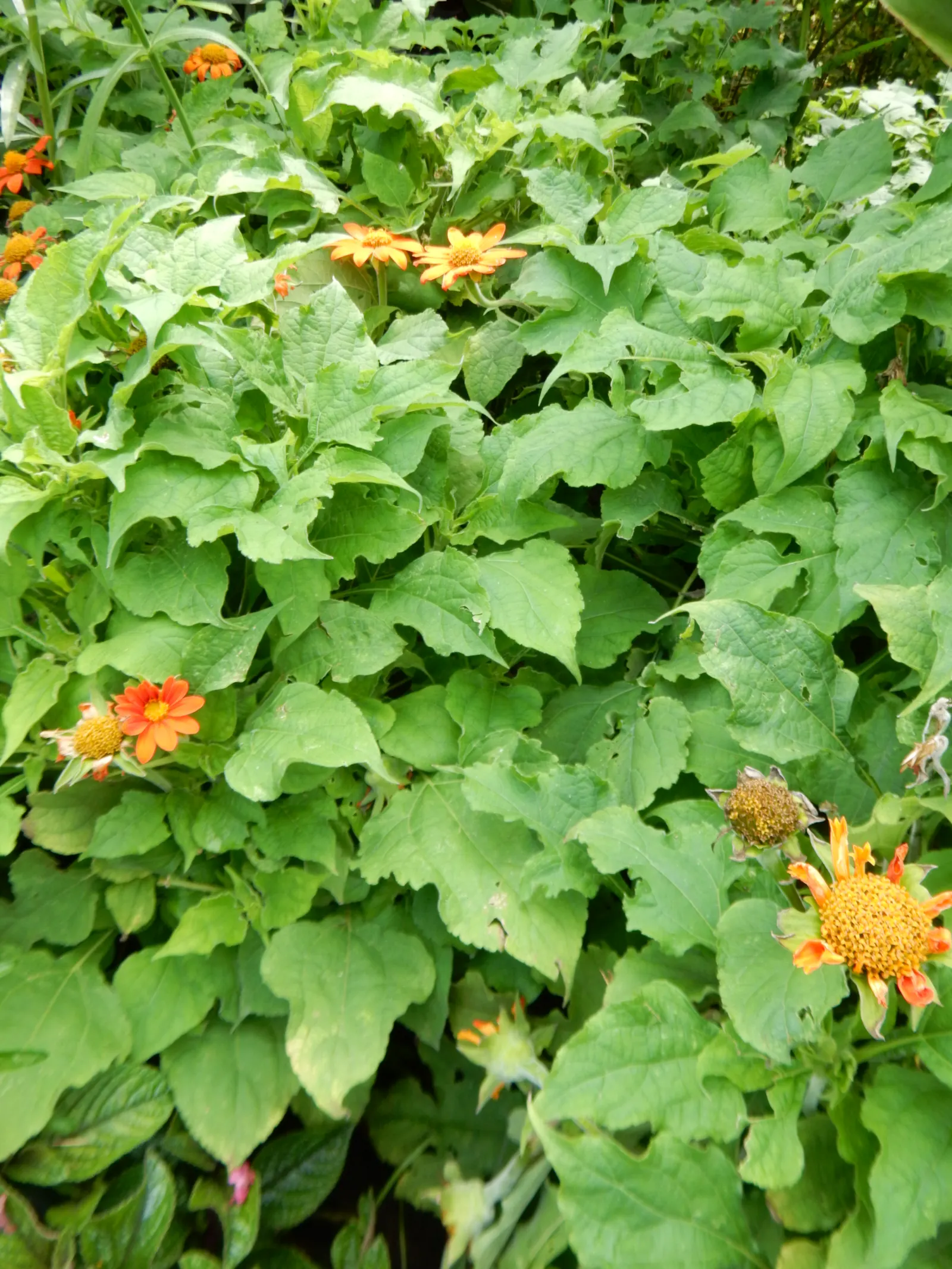 Mexican Sunflower (Tithonia Rotundifolia) — reaching a mature height of 4 to 6 feet with a spread of 2 to 3 feet; daisy-like flowers with fiery, image 112