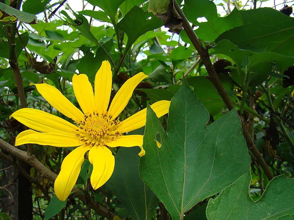 Mexican Sunflower (Tithonia Rotundifolia) — Native to Mexico and Central America; making it suitable for regions with hot, image 131