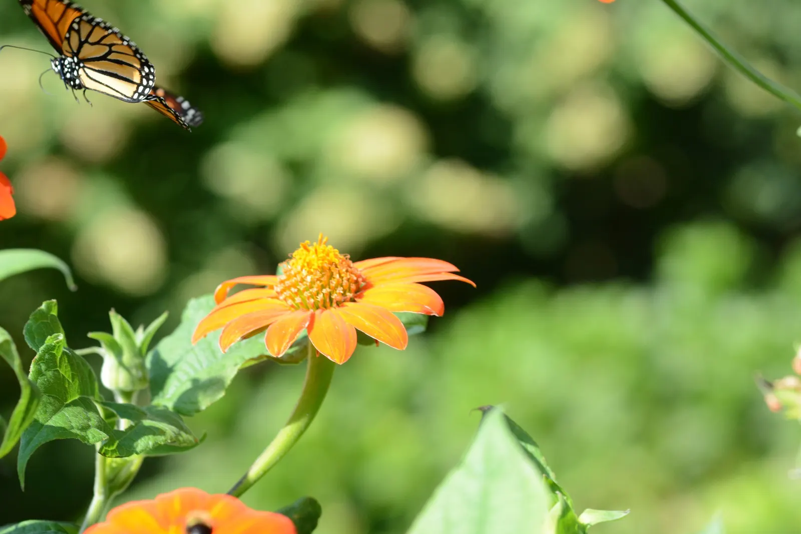 Mexican Sunflower (Tithonia Rotundifolia) — making it suitable for regions with hot, image 74