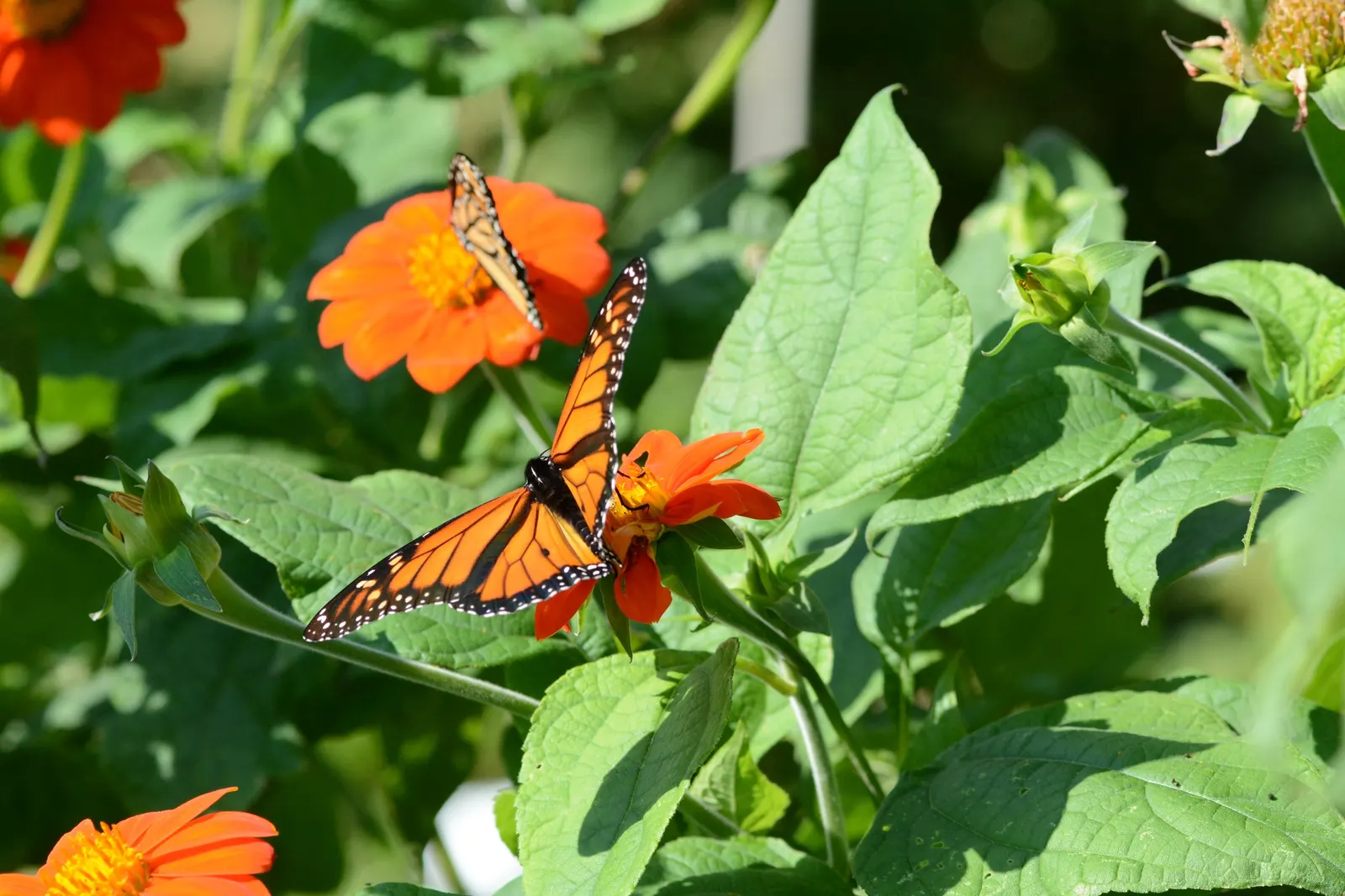Mexican Sunflower (Tithonia Rotundifolia) — Ideal for adding height and color to borders or as a background plant; ideal for adding vertical, image 45