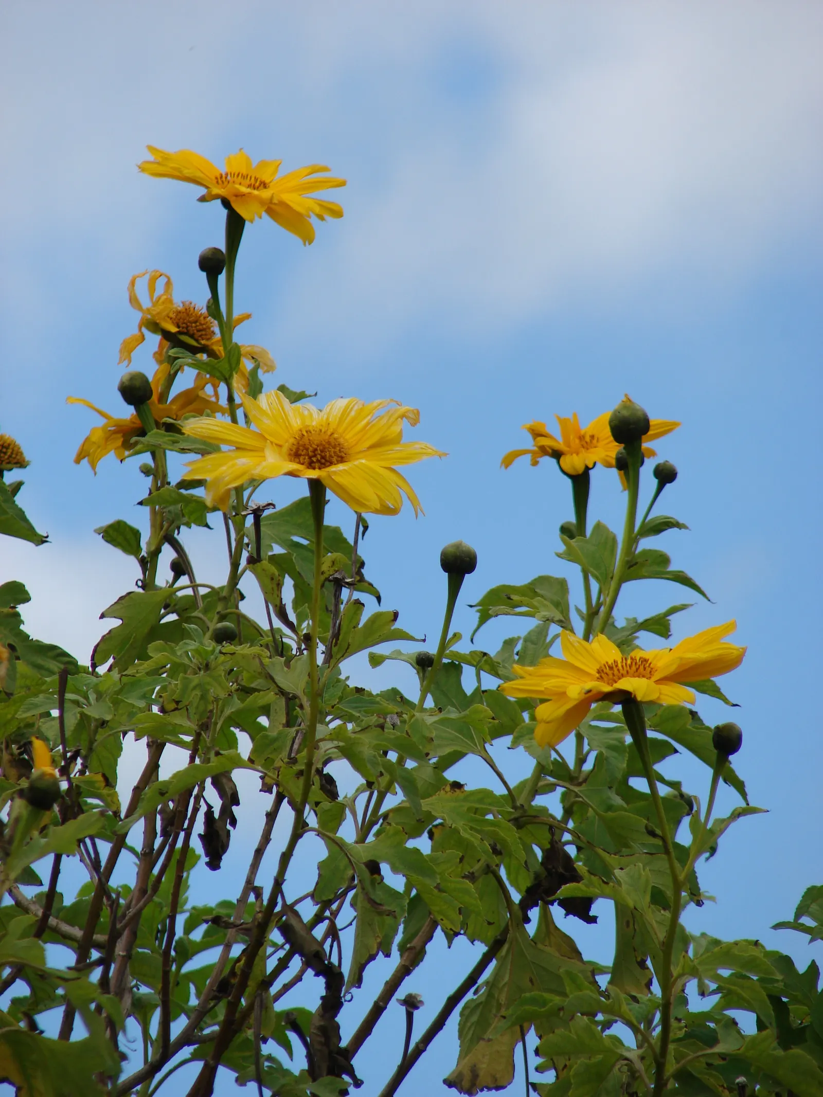 Mexican Sunflower (Tithonia Rotundifolia) — the Mexican Sunflower is a low-maintenance; daisy-like flowers with fiery orange to red petals, image 100