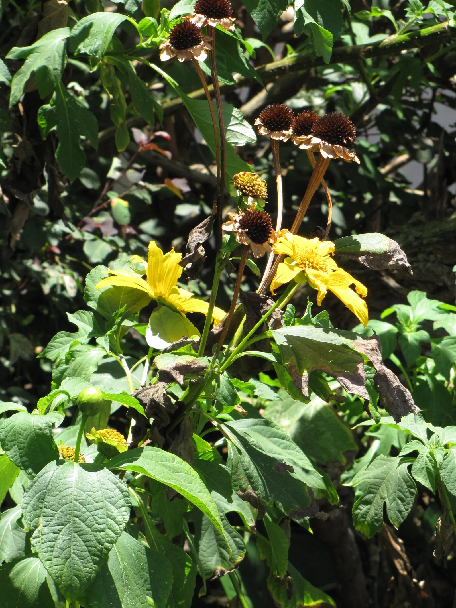 Mexican Sunflower (Tithonia Rotundifolia) — this plant adds a burst of warm color to any landscape design from mid-summer through fall; ideal for, image 216