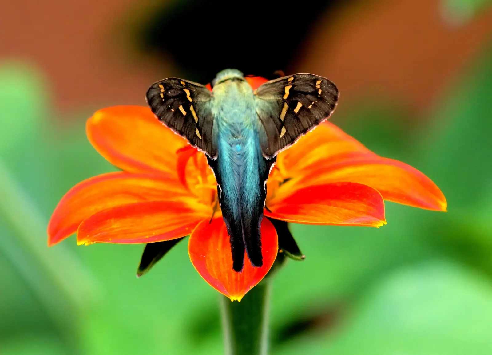 Mexican Sunflower (Tithonia Rotundifolia) — Tithonia rotundifolia requires full sun exposure and well-draining soil; ideal for adding vertical, image 177