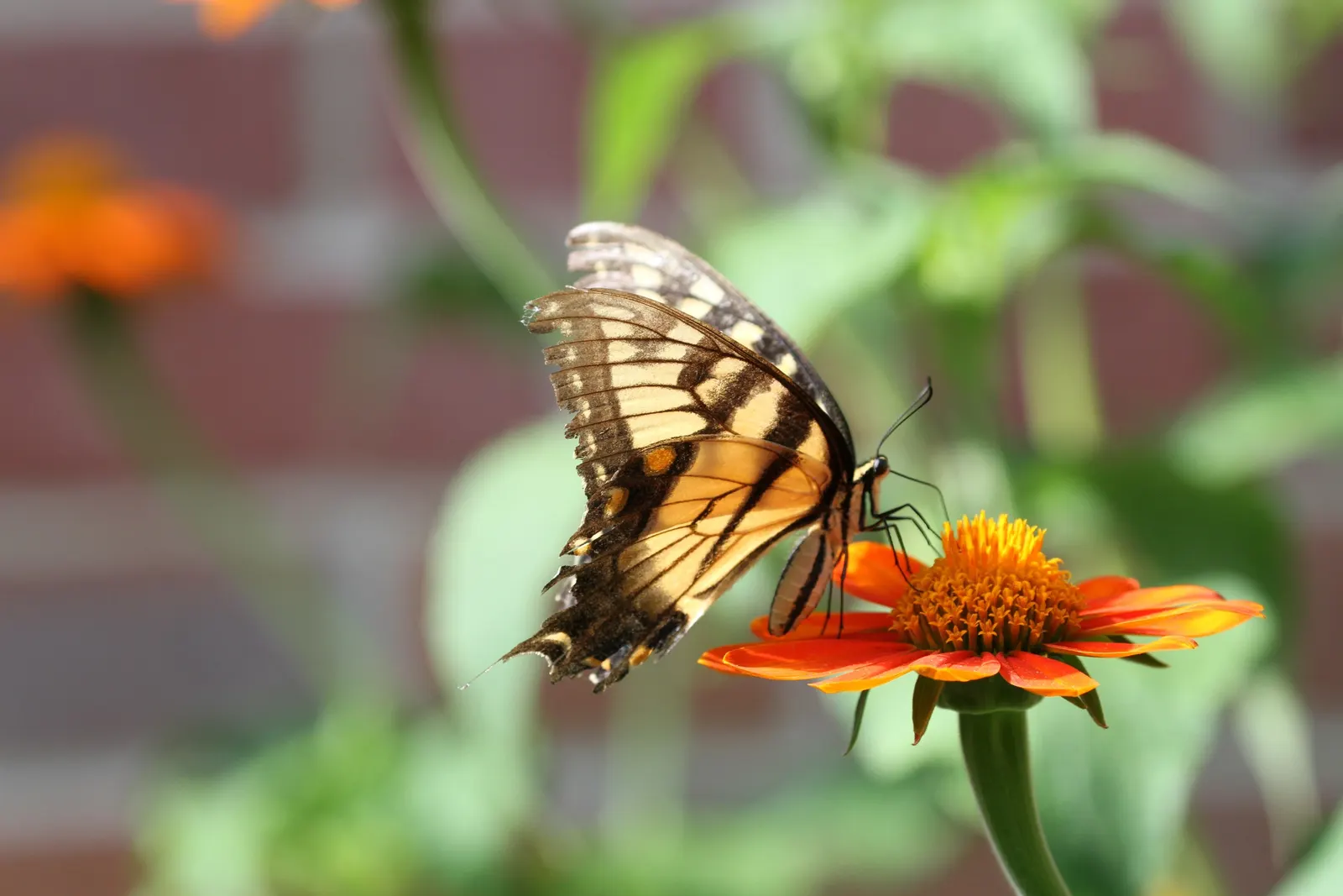 Mexican Sunflower (Tithonia Rotundifolia) — annual with orange blooms; making it suitable for regions with hot, image 188