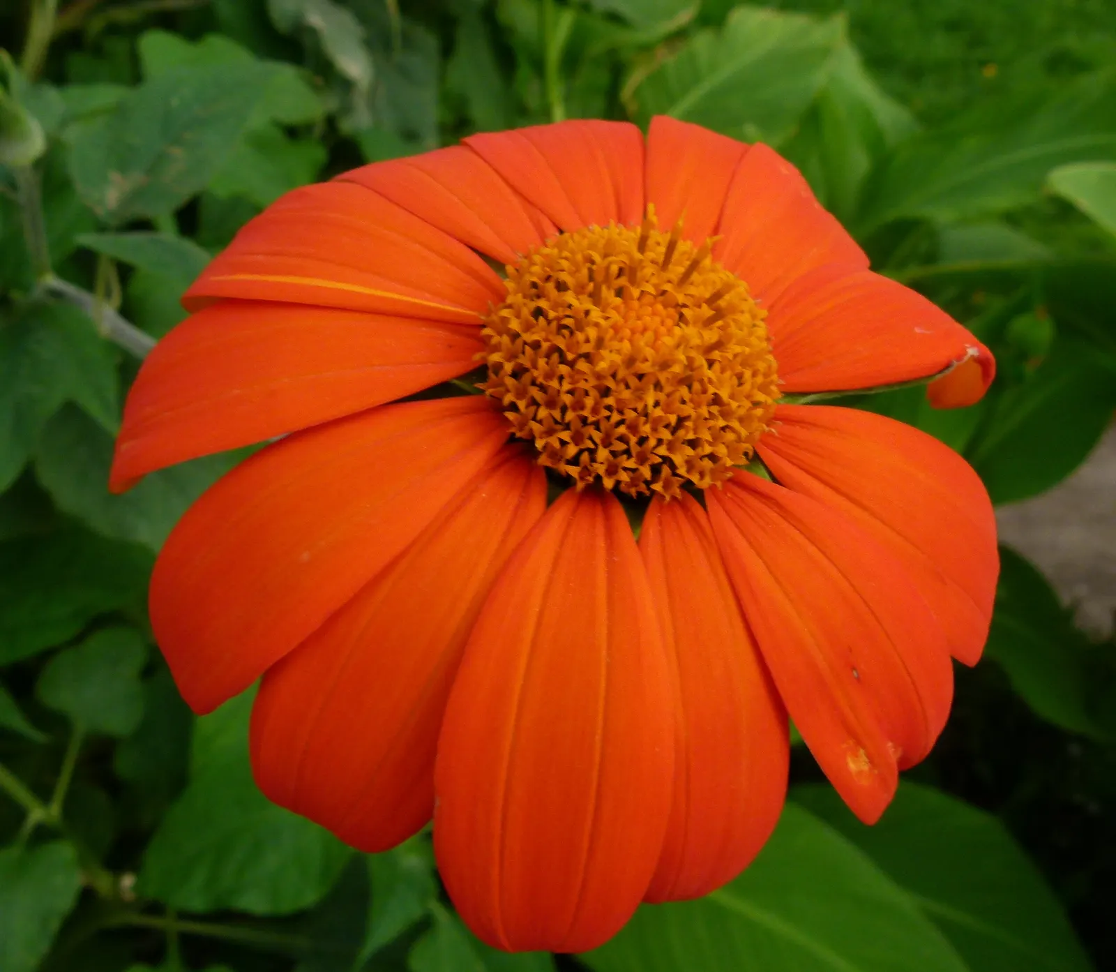 Mexican Sunflower (Tithonia Rotundifolia) — It's quite drought-tolerant once established; daisy-like flowers with fiery orange to red petals surrounding a