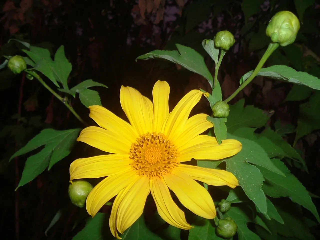 Mexican Sunflower (Tithonia Rotundifolia) — ideal for adding vertical interest and a splash of late-season color to any garden setting, image 60