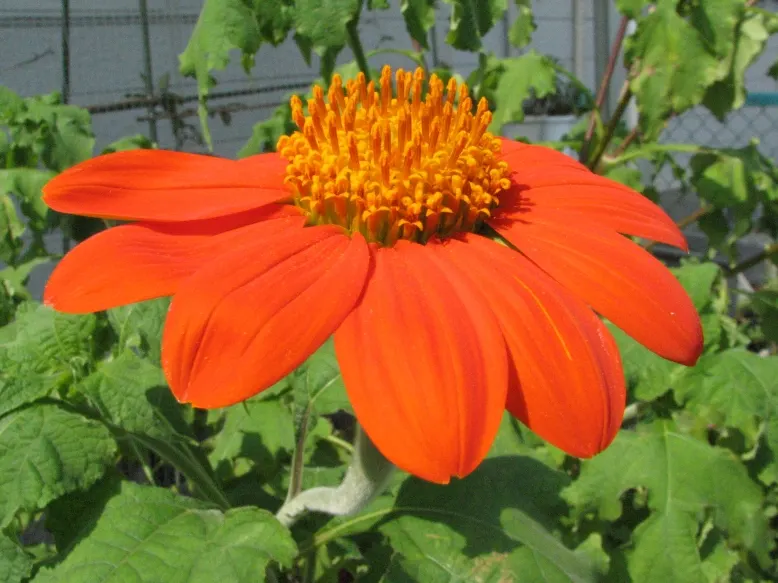 Mexican Sunflower (Tithonia Rotundifolia) — Native to Mexico and Central America; making it suitable for regions with hot, image 152