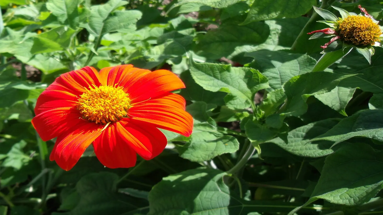 Mexican Sunflower (Tithonia Rotundifolia) — ensuring its bright presence year after year in the garden.<br><br>In sum; ideal for adding vertical, image 78