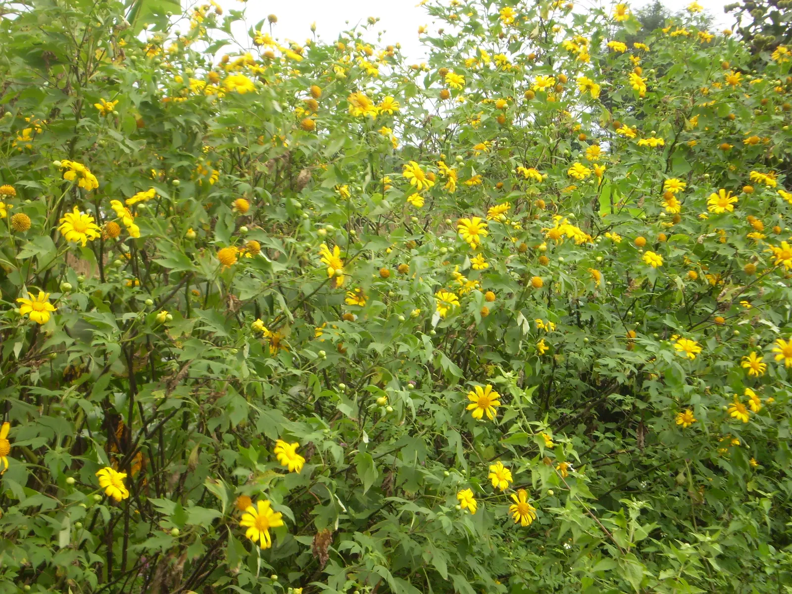 Mexican Sunflower (Tithonia Rotundifolia) — annual for full; ideal for adding vertical interest and a splash of late-season color to any garden, image 210
