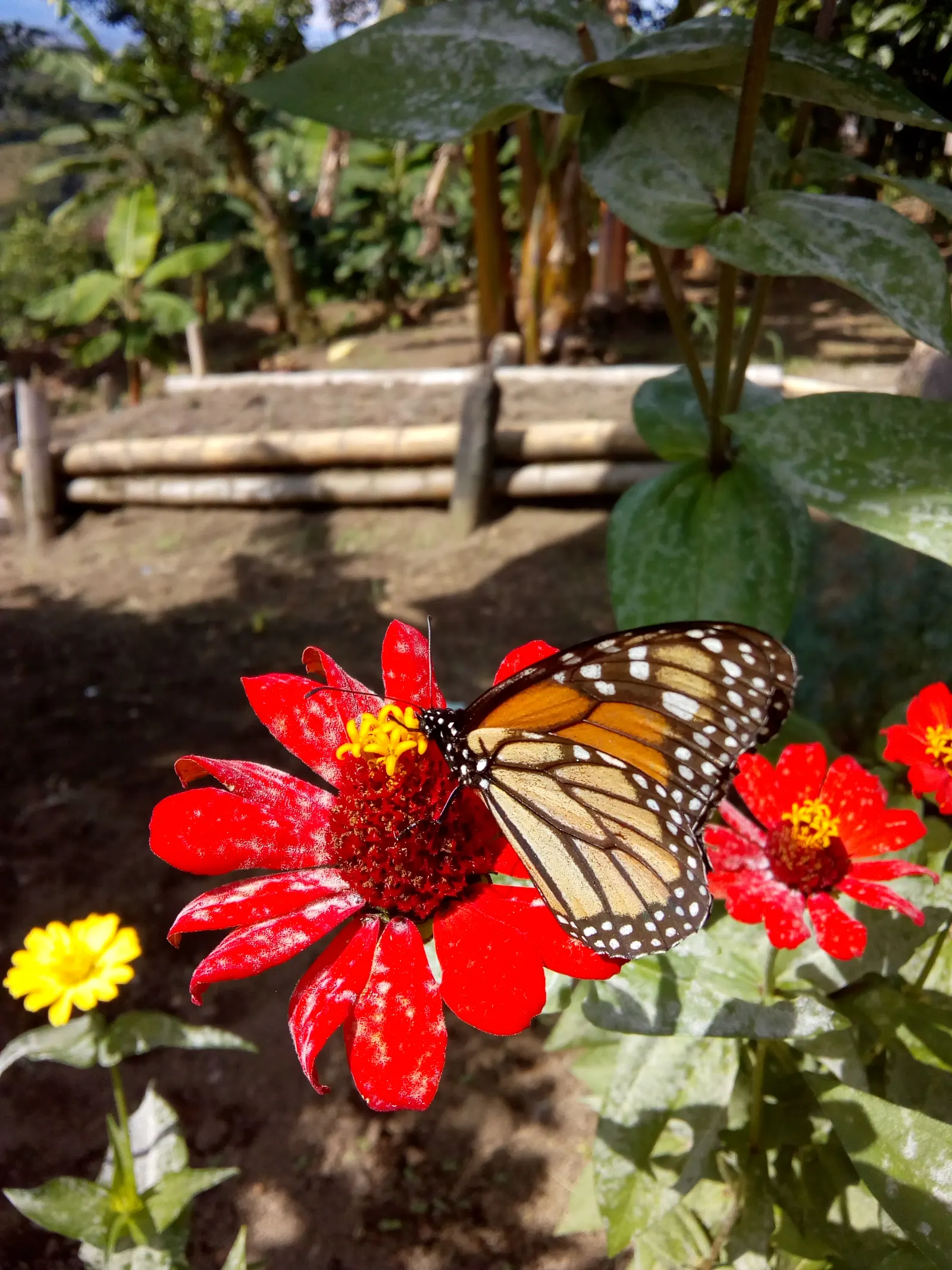 Mexican Sunflower (Tithonia Rotundifolia) — reaching a mature height of 4 to 6 feet with a spread of 2 to 3 feet; daisy-like flowers with fiery, image 91