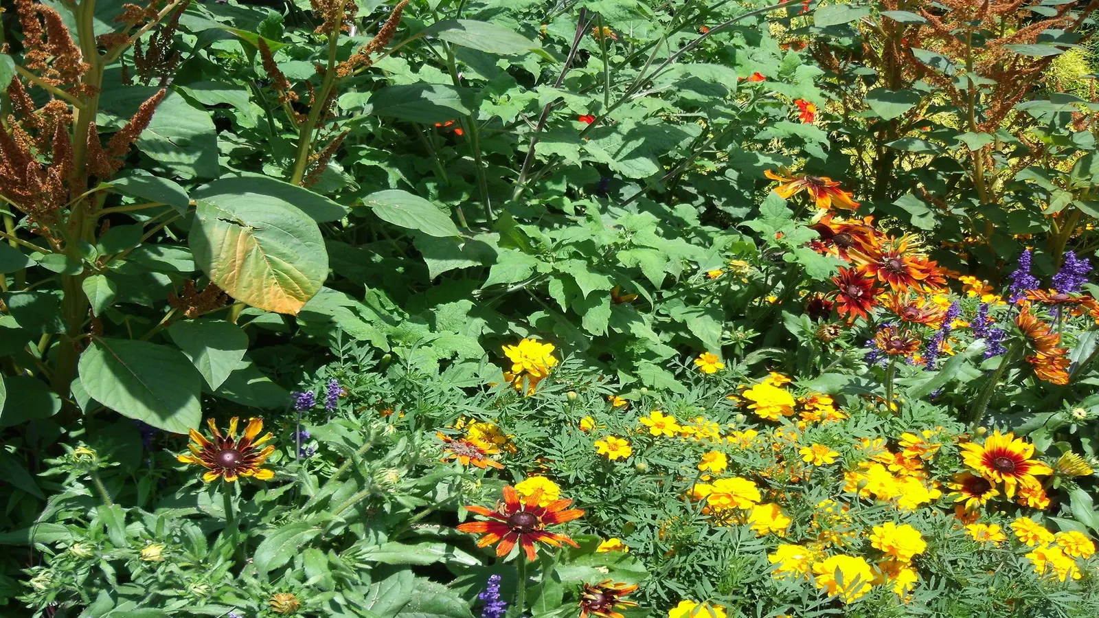 Mexican Sunflower (Tithonia Rotundifolia) — ideal for adding vertical interest and a splash of late-season color to any garden setting, image 123