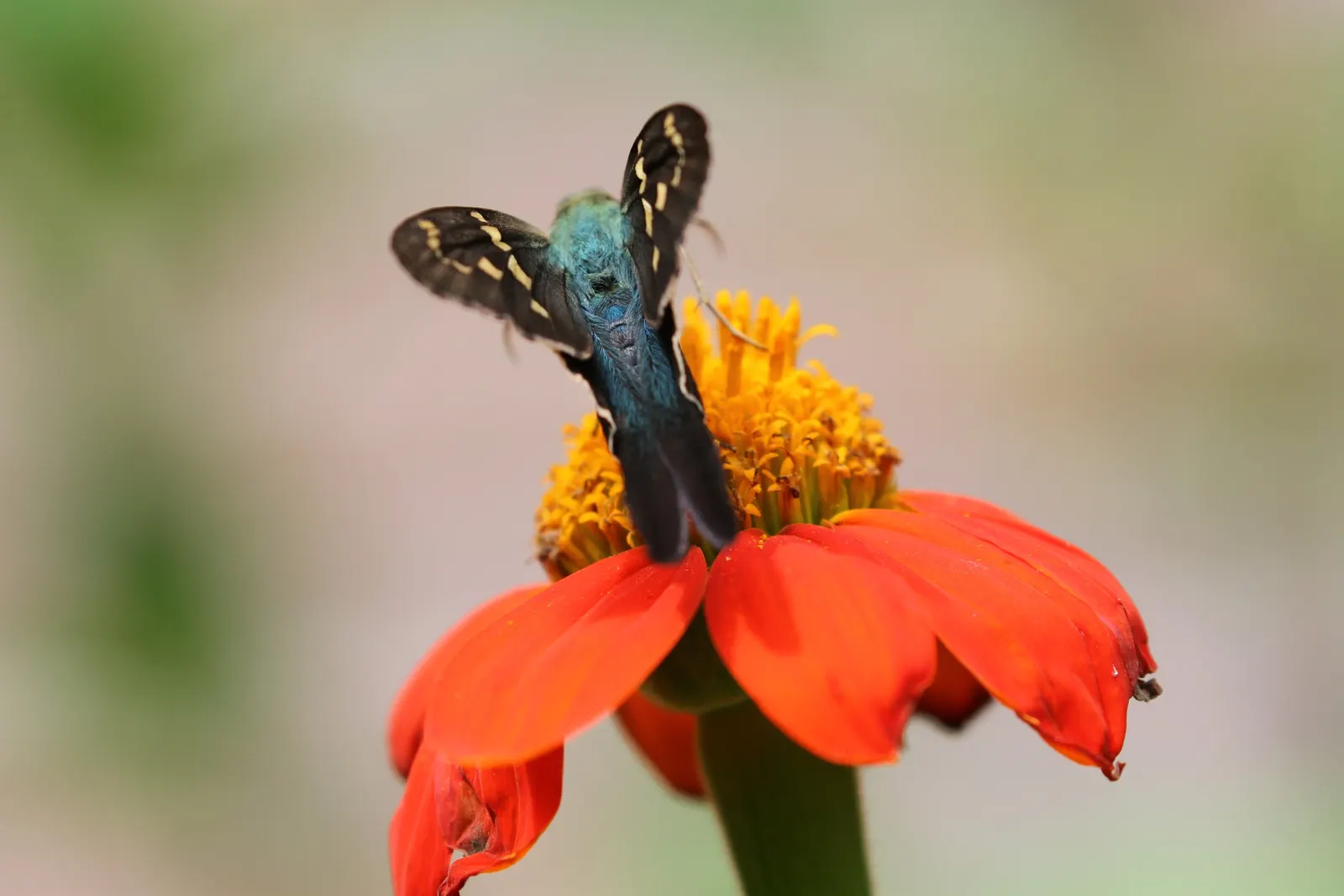 Mexican Sunflower (Tithonia Rotundifolia) — When situating the Mexican Sunflower in a landscape design, consider its height and sun requirements, image 202
