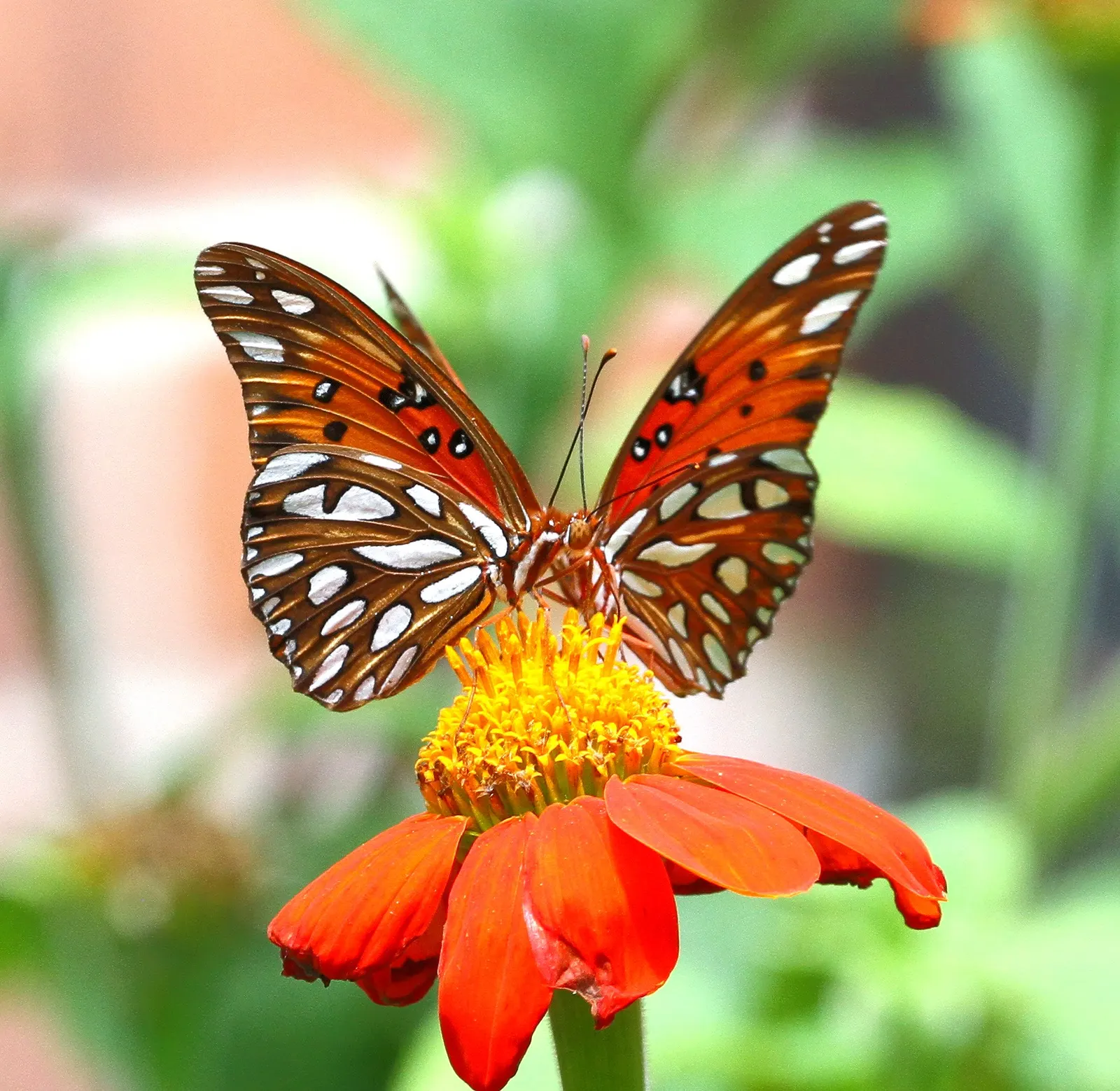 Mexican Sunflower (Tithonia Rotundifolia) — When situating the Mexican Sunflower in a landscape design, consider its height and sun requirements, image 118