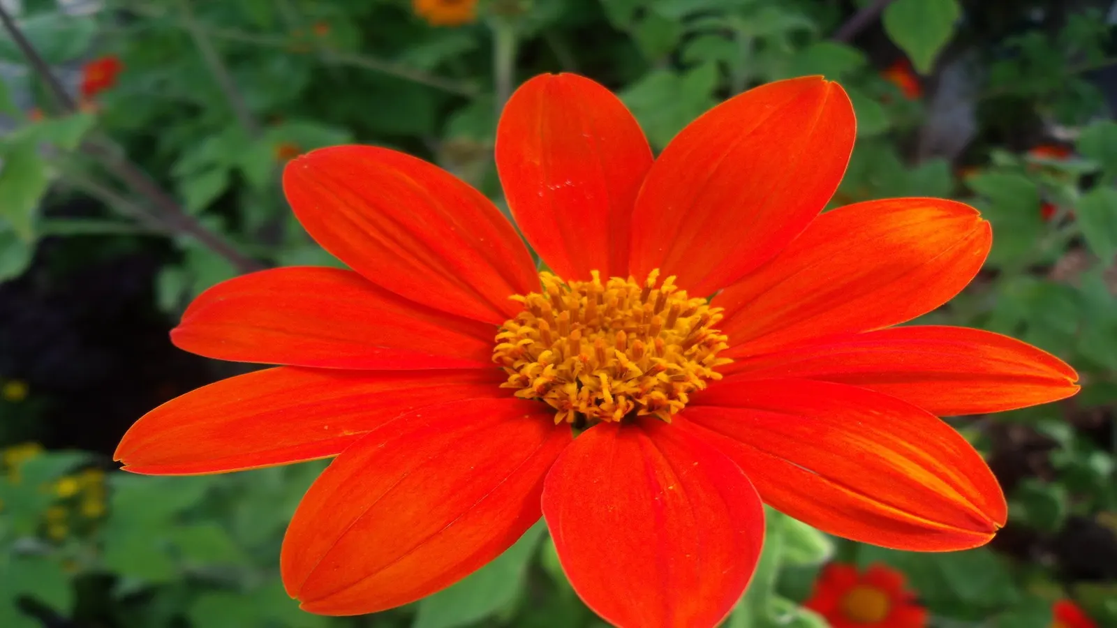 Mexican Sunflower (Tithonia Rotundifolia) — making it suitable for regions with hot, image 95