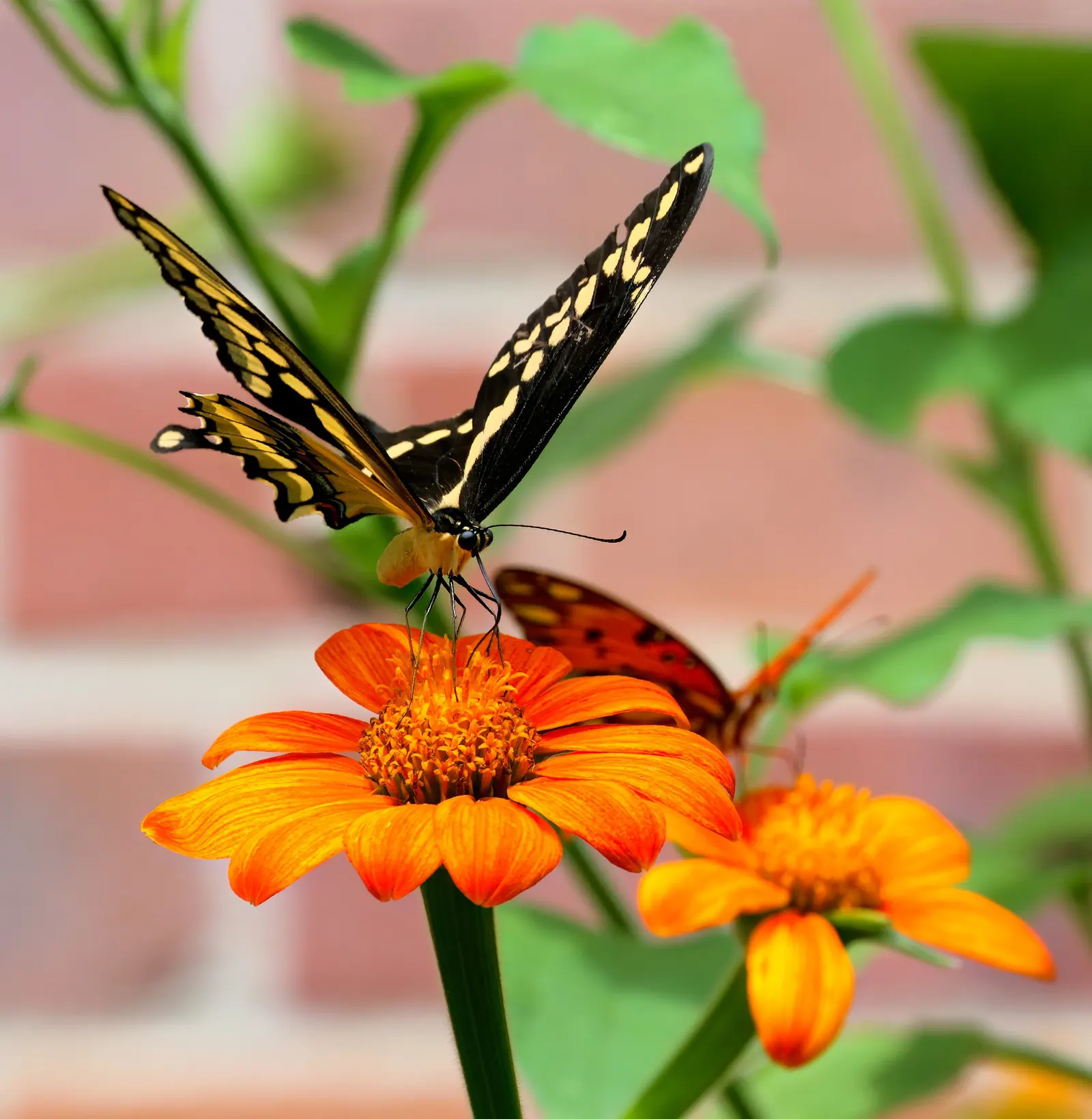 Mexican Sunflower (Tithonia Rotundifolia) — dry summers - although regular watering will encourage more prolific blooming; ideal for adding, image 54